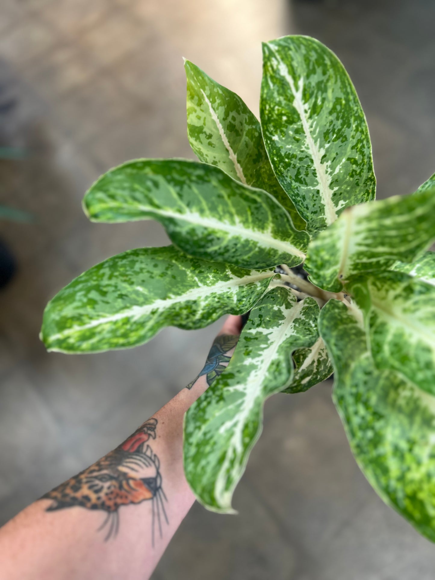 Aglaonema Milky Way