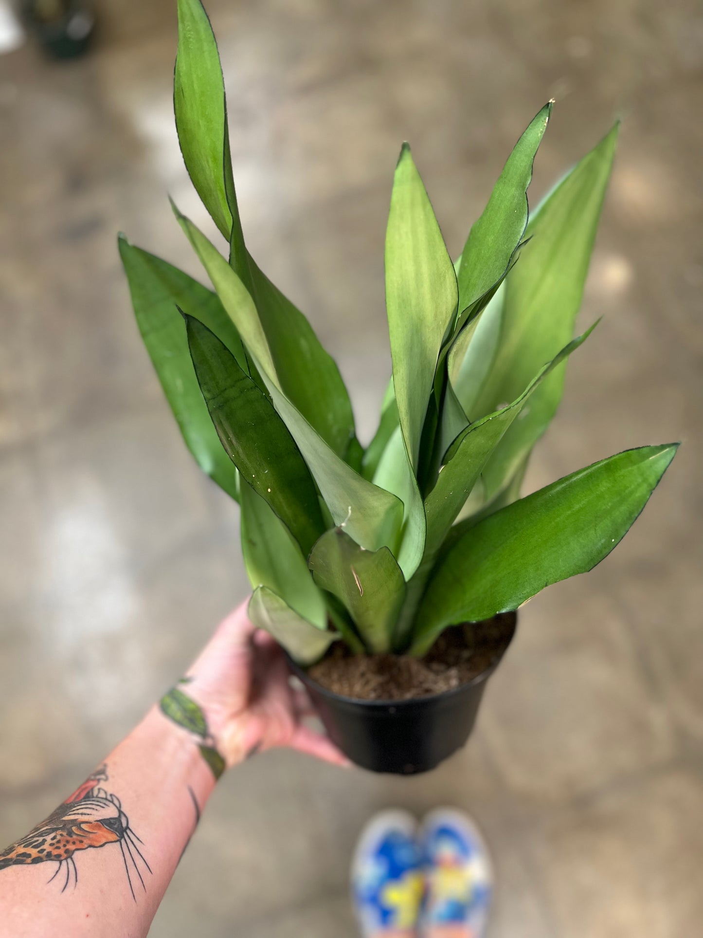 Sansevieria Moonshine
