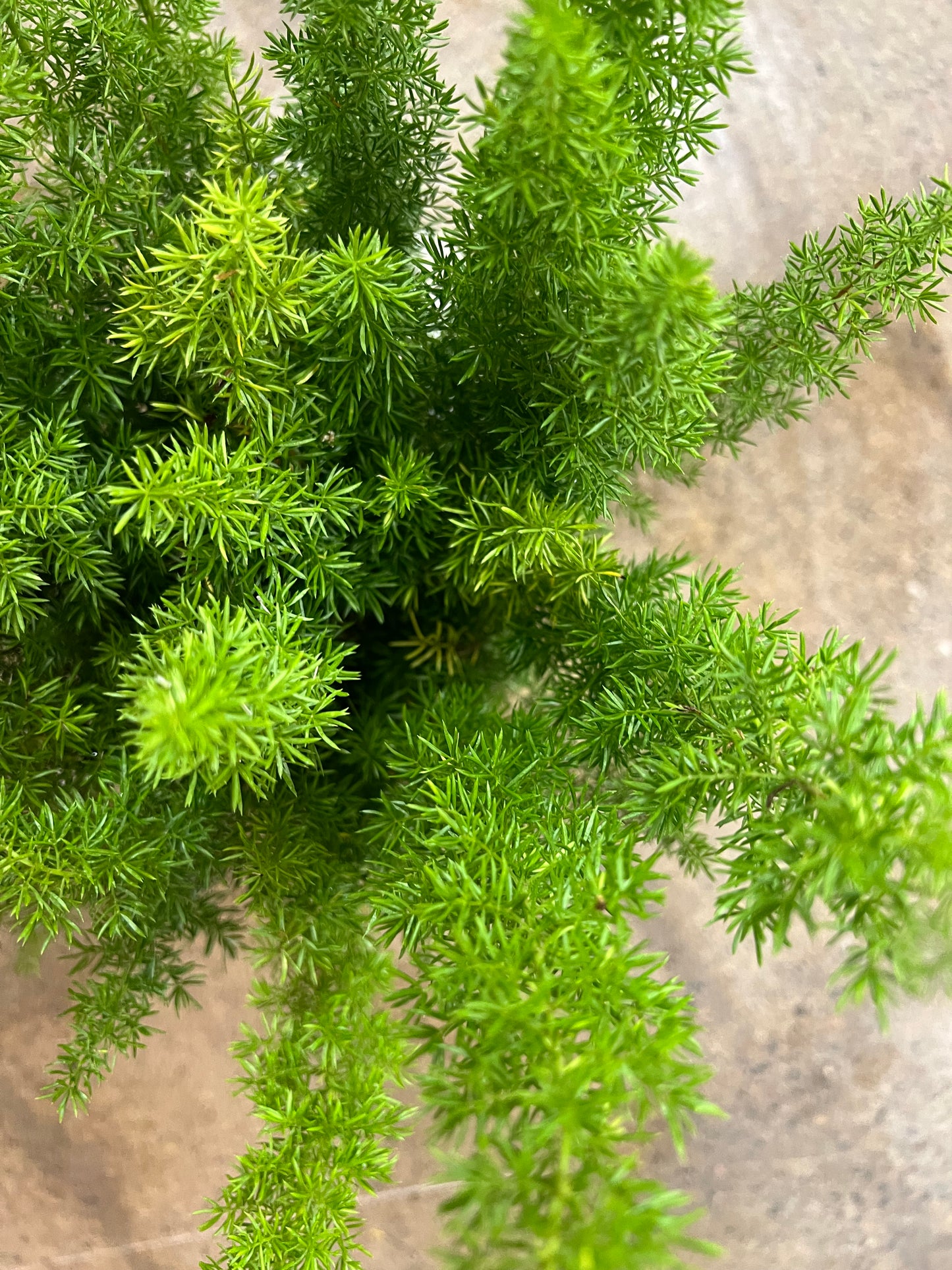 Fern Foxtail