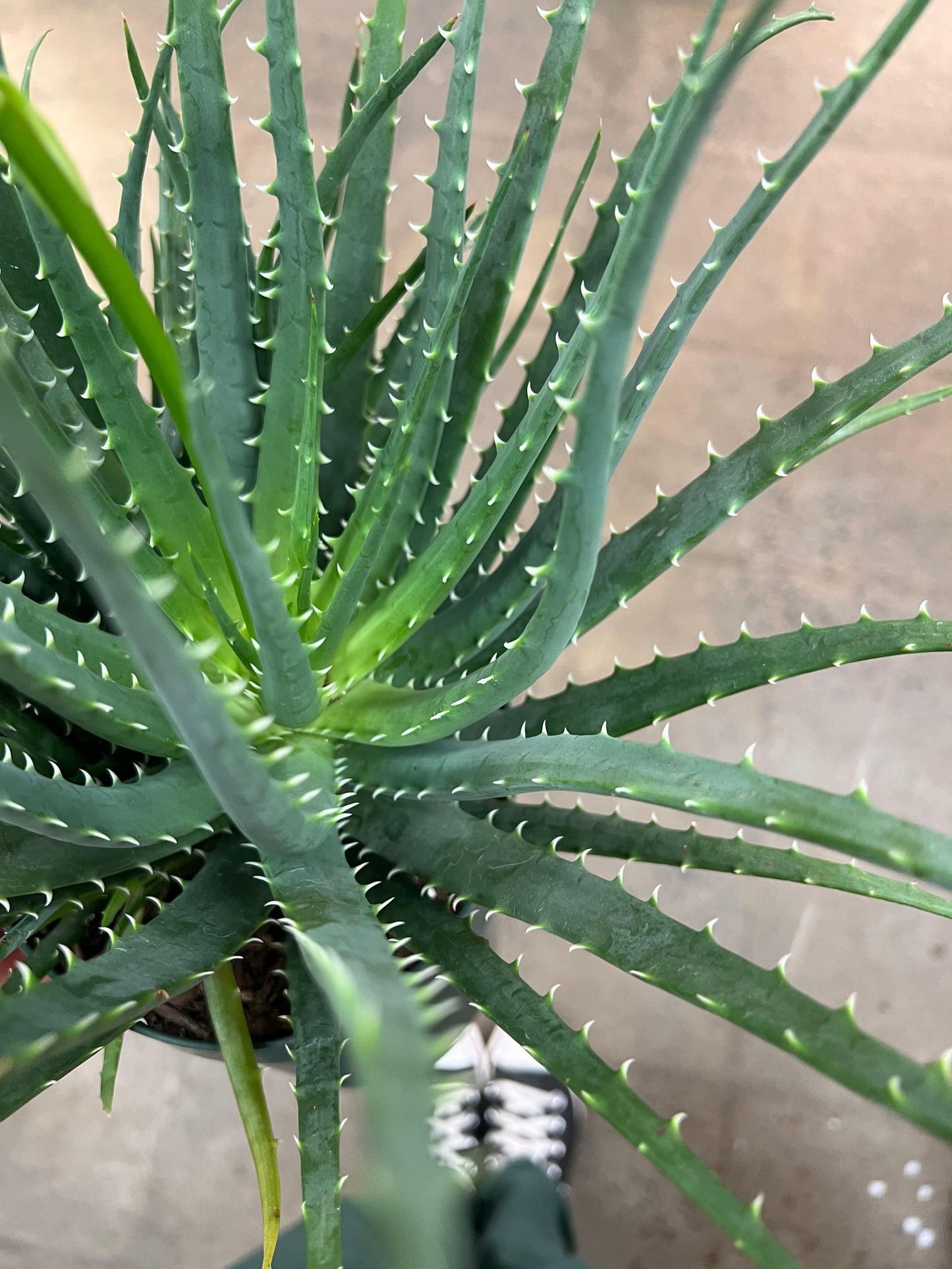 Aloe Hedgehog