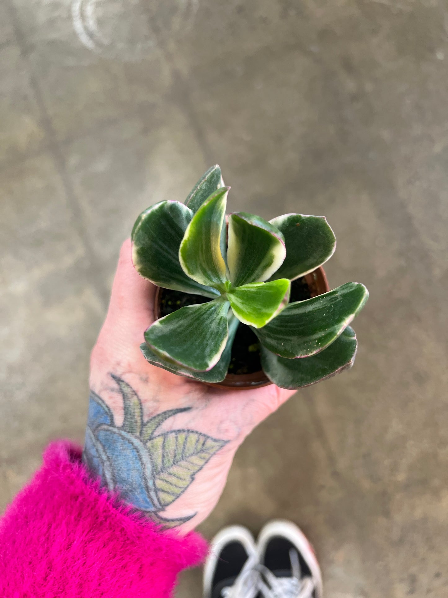 Crassula Jade Panaché