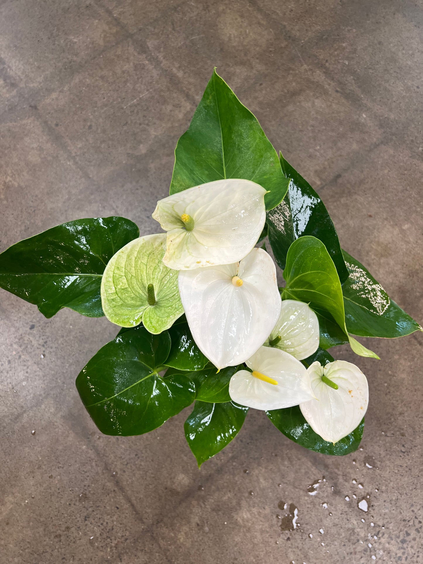 Anthurium Blanc