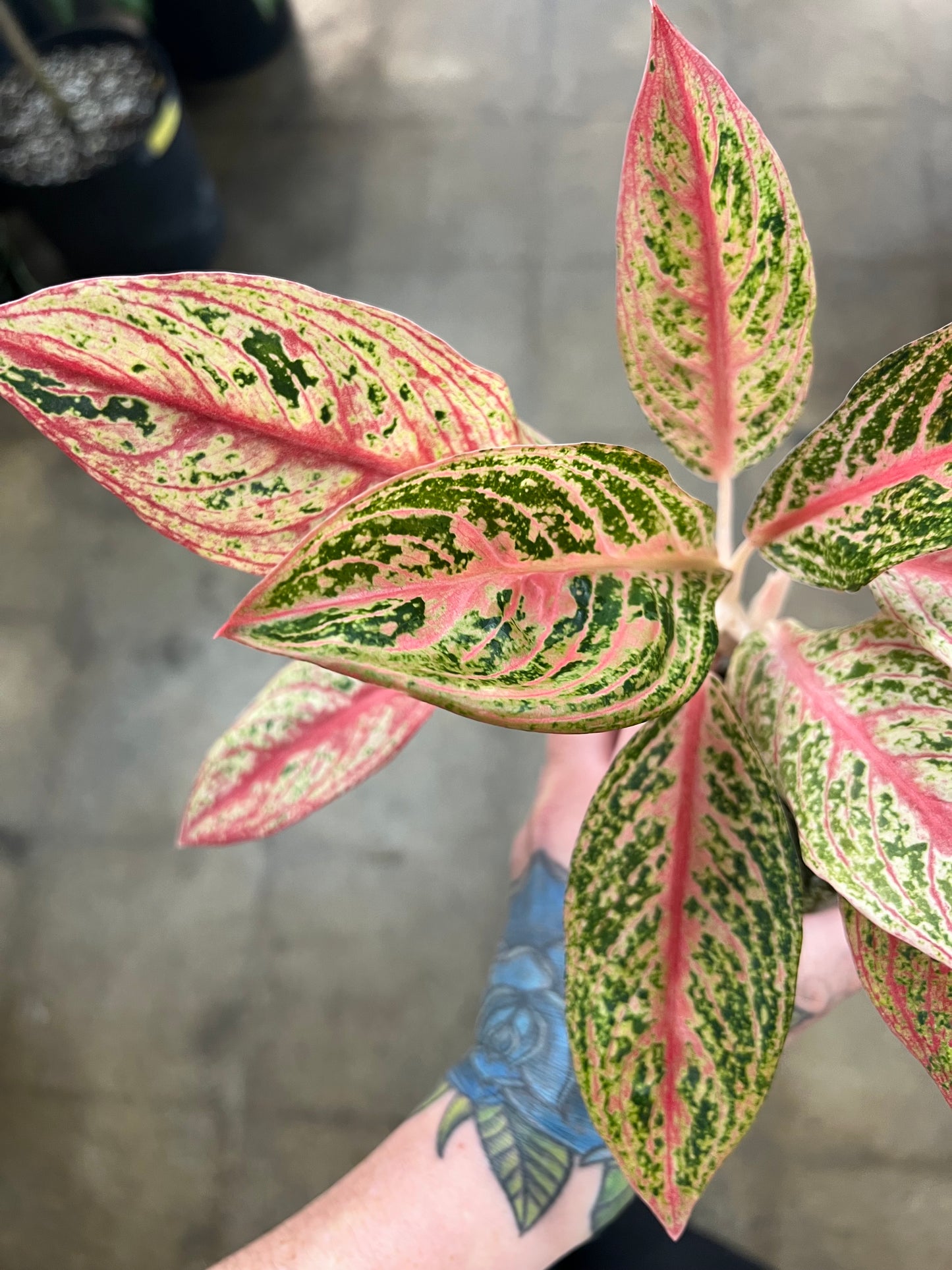 Aglaonema Red Legacy Hybrid