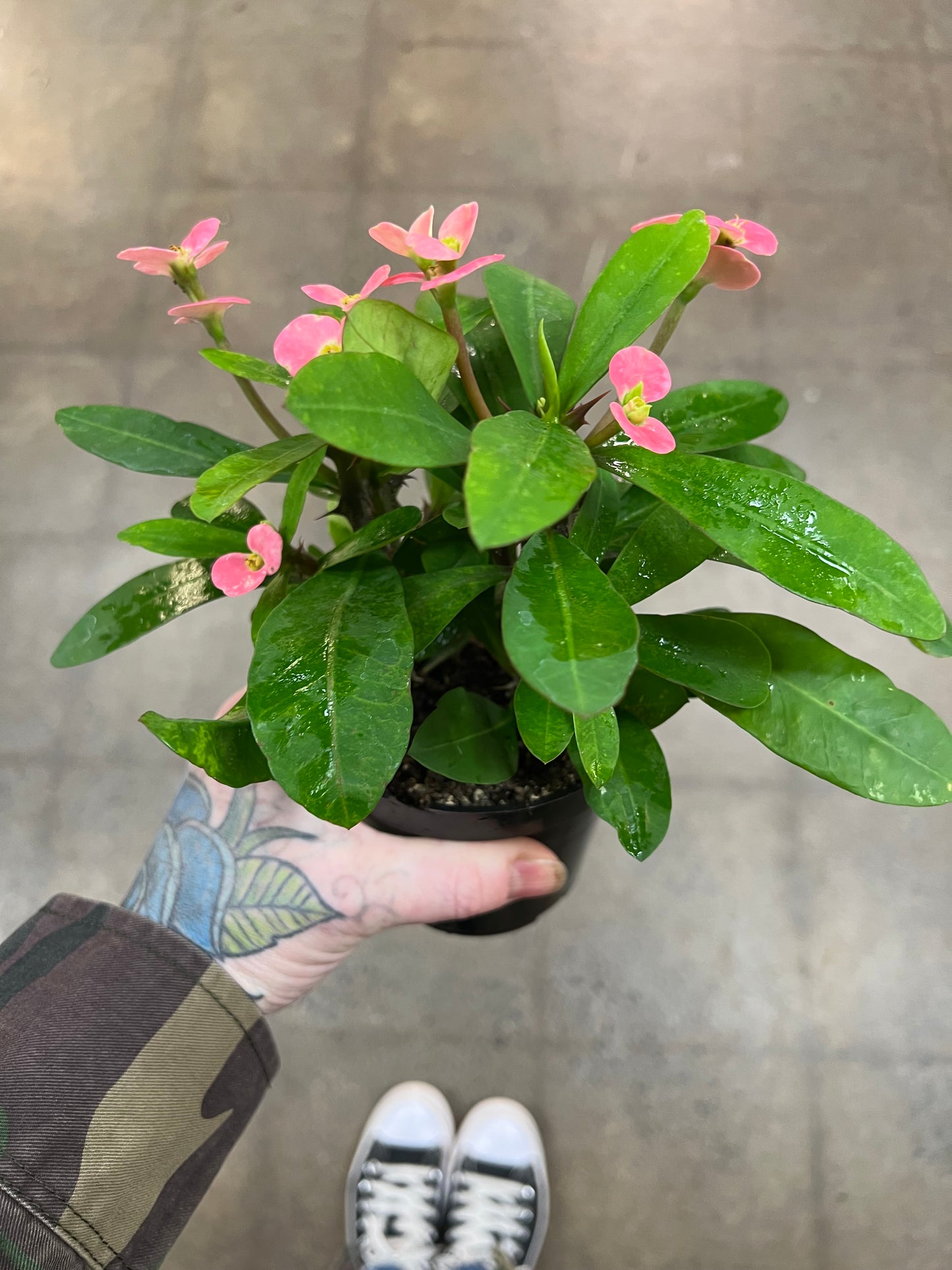 Euphorbia Milii Pink