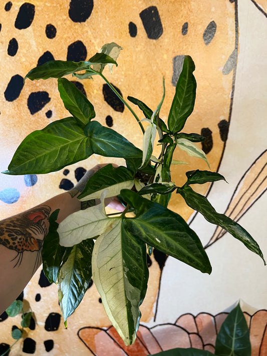 Syngonium Angustatum Variegated