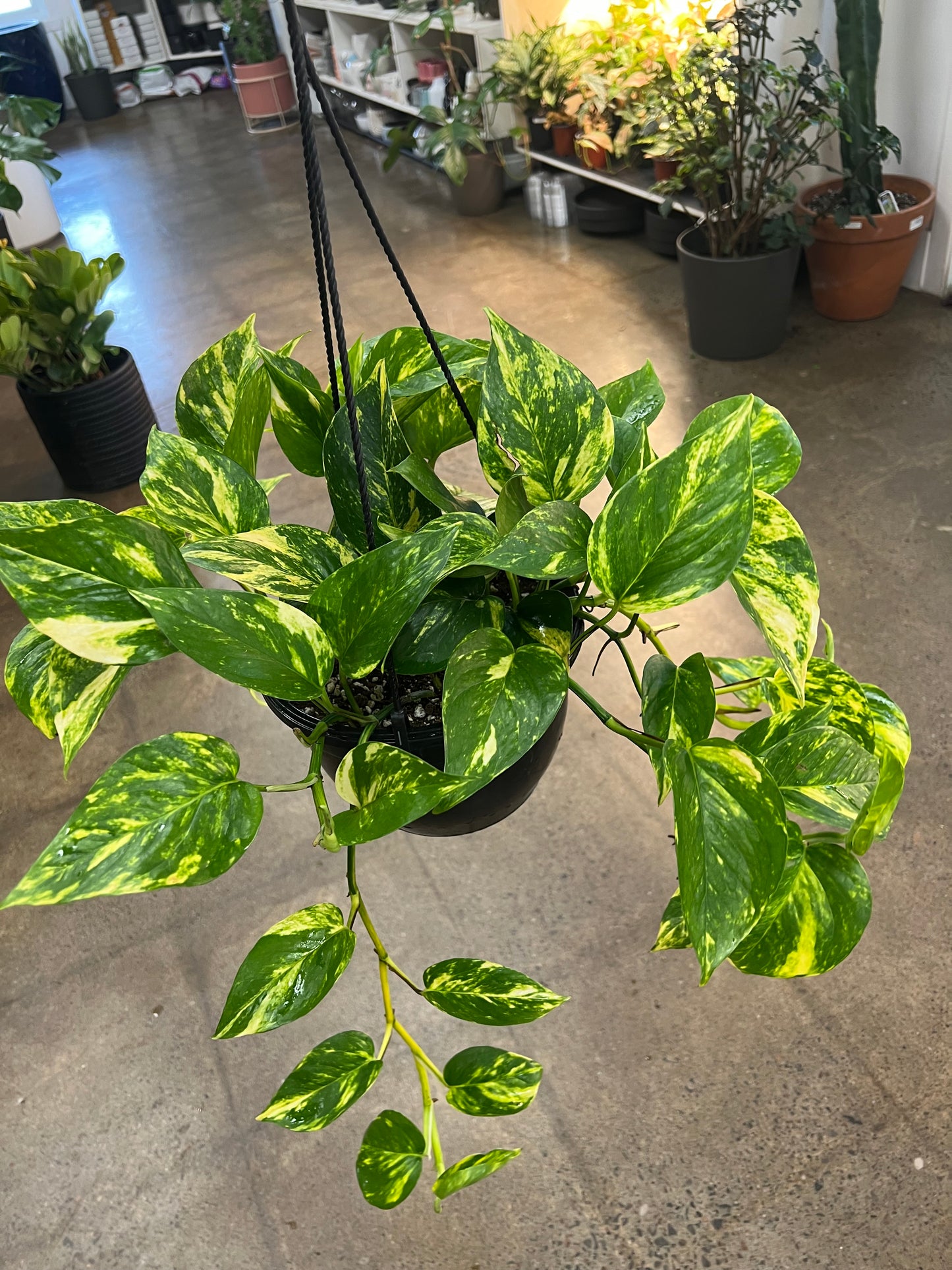 Pothos Hawaiian