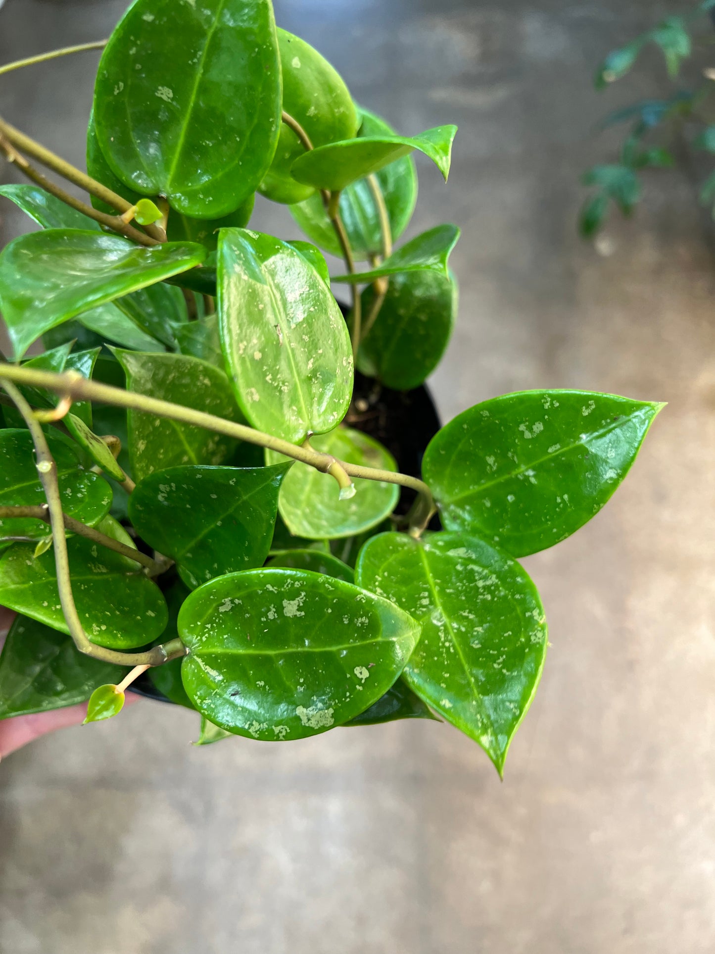 Hoya Parasitica Splash