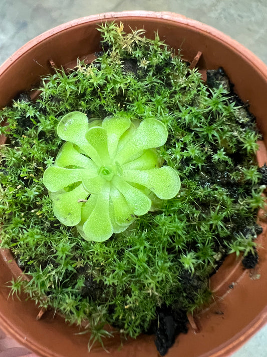 Pinguicula