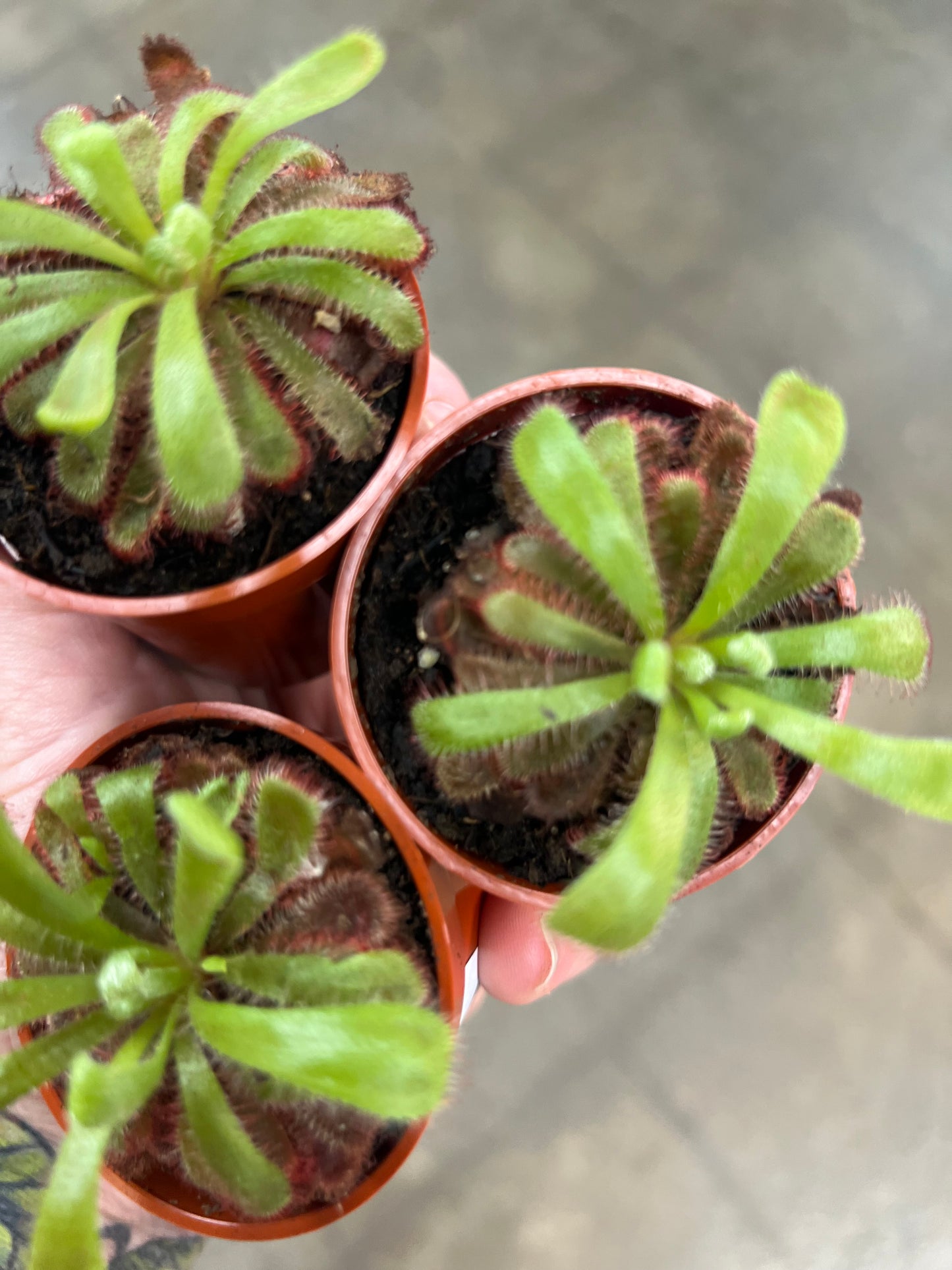 Drosera Sundew