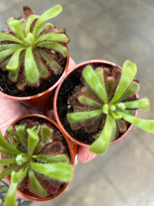 Drosera Sundew