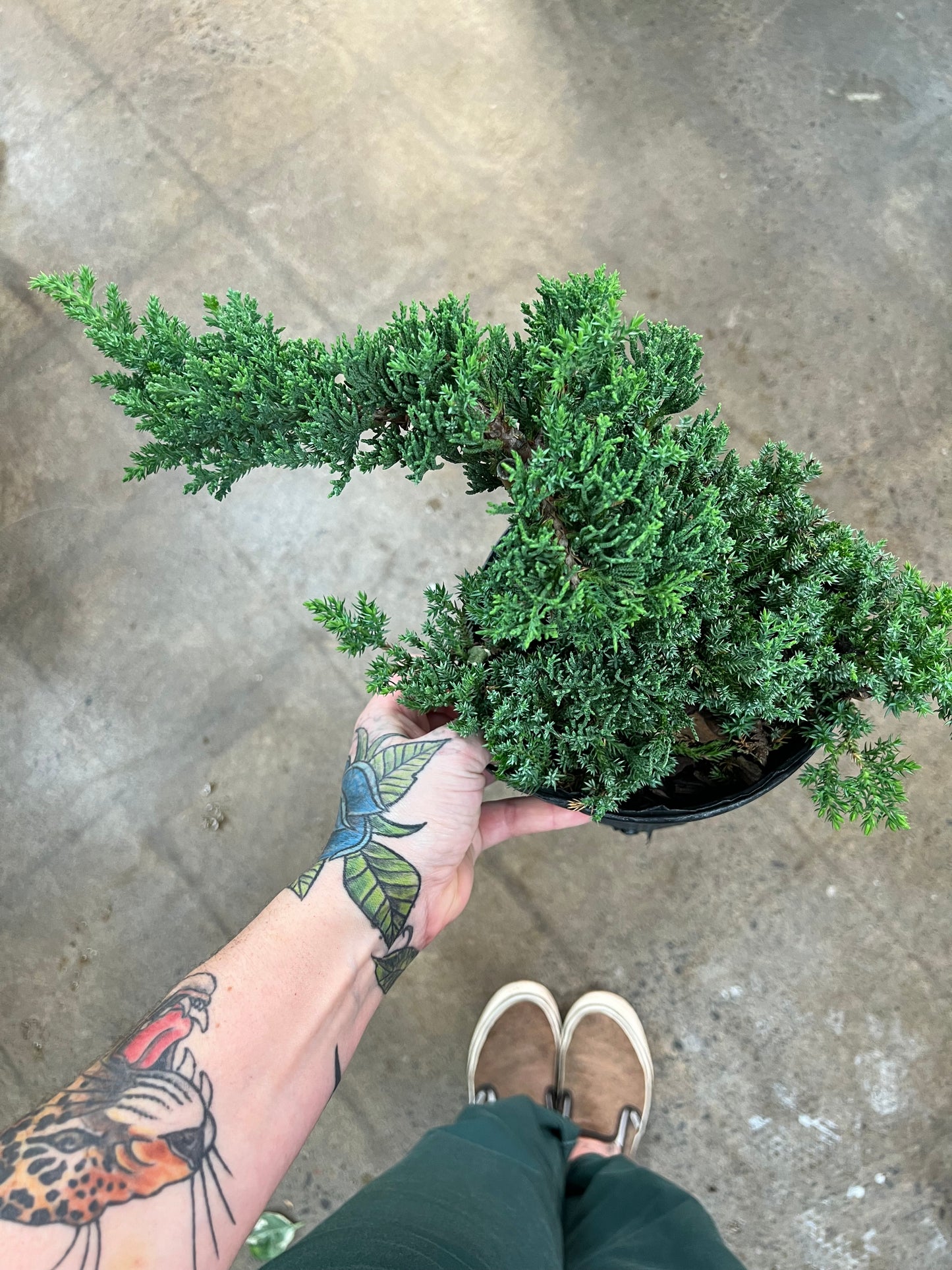 Bonsai Juniper