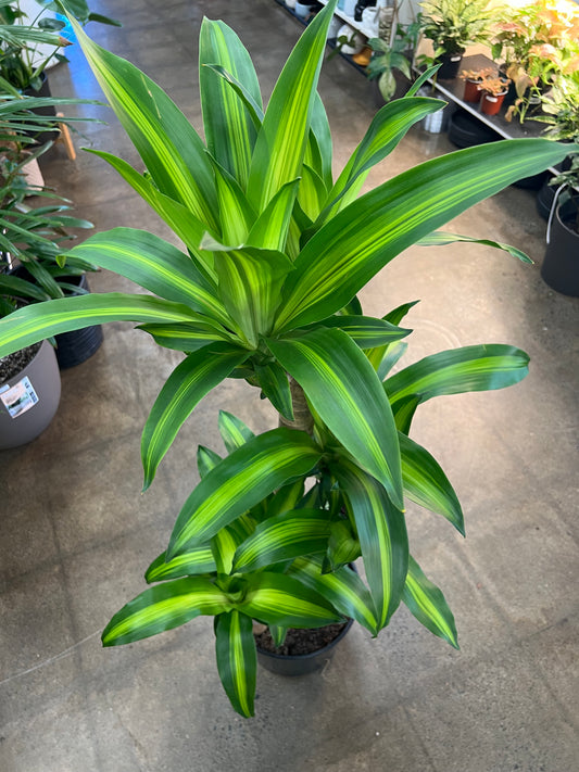 Dracaena Massangeana 3-2-1