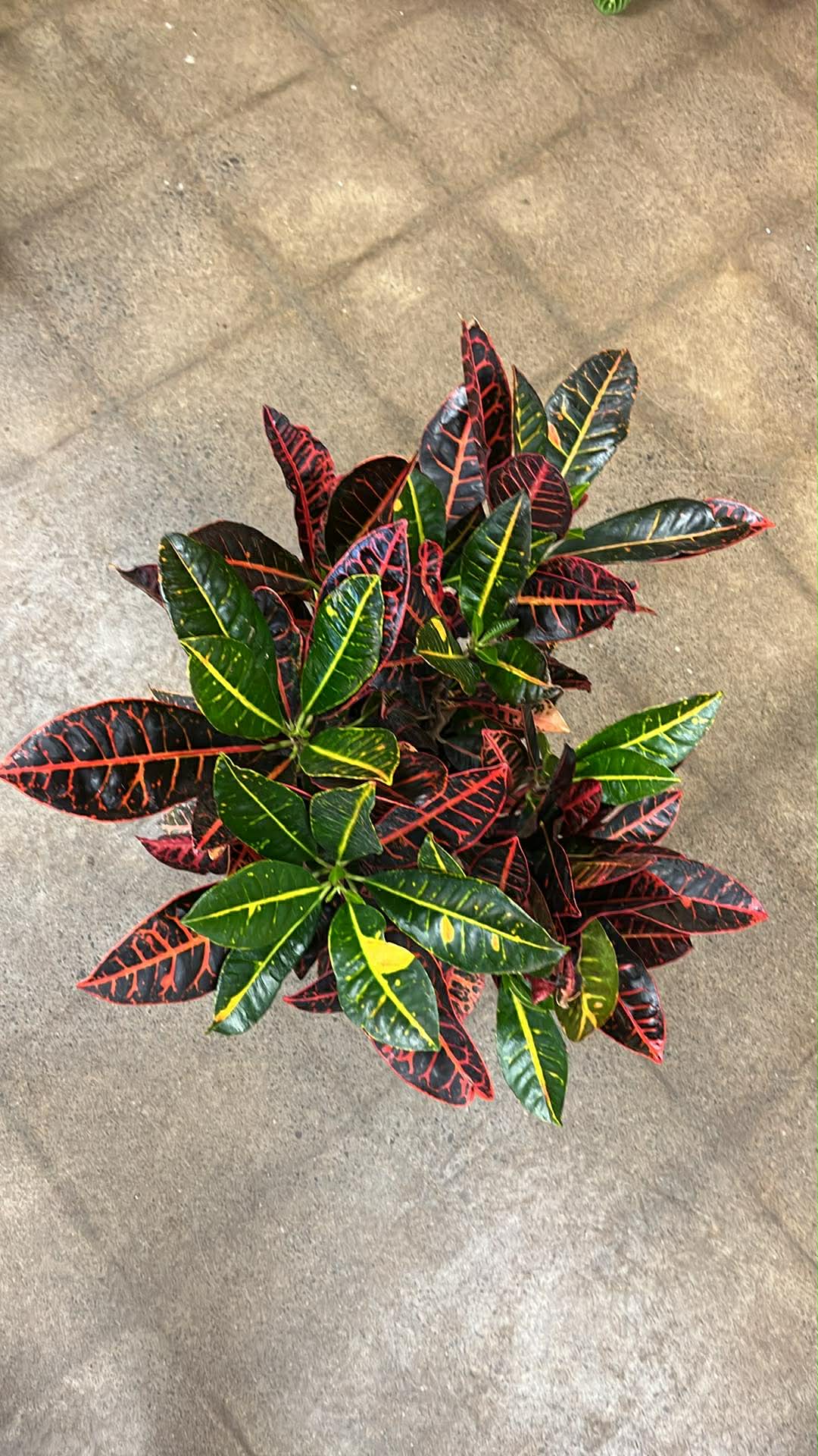 Croton Petra A