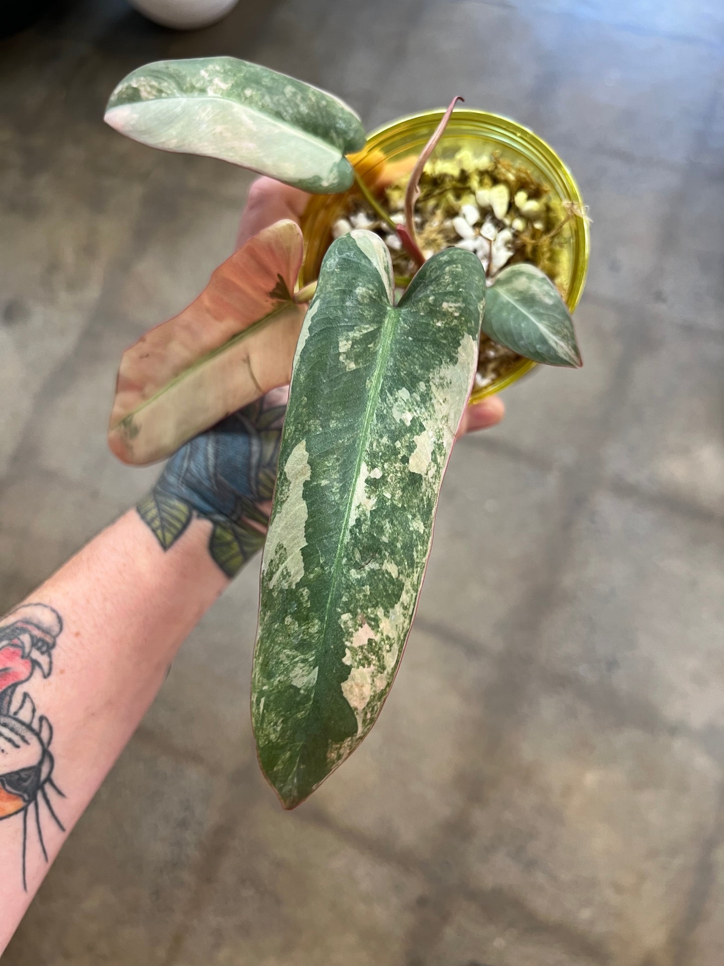 Philodendron Atabapoense Pink Variegated