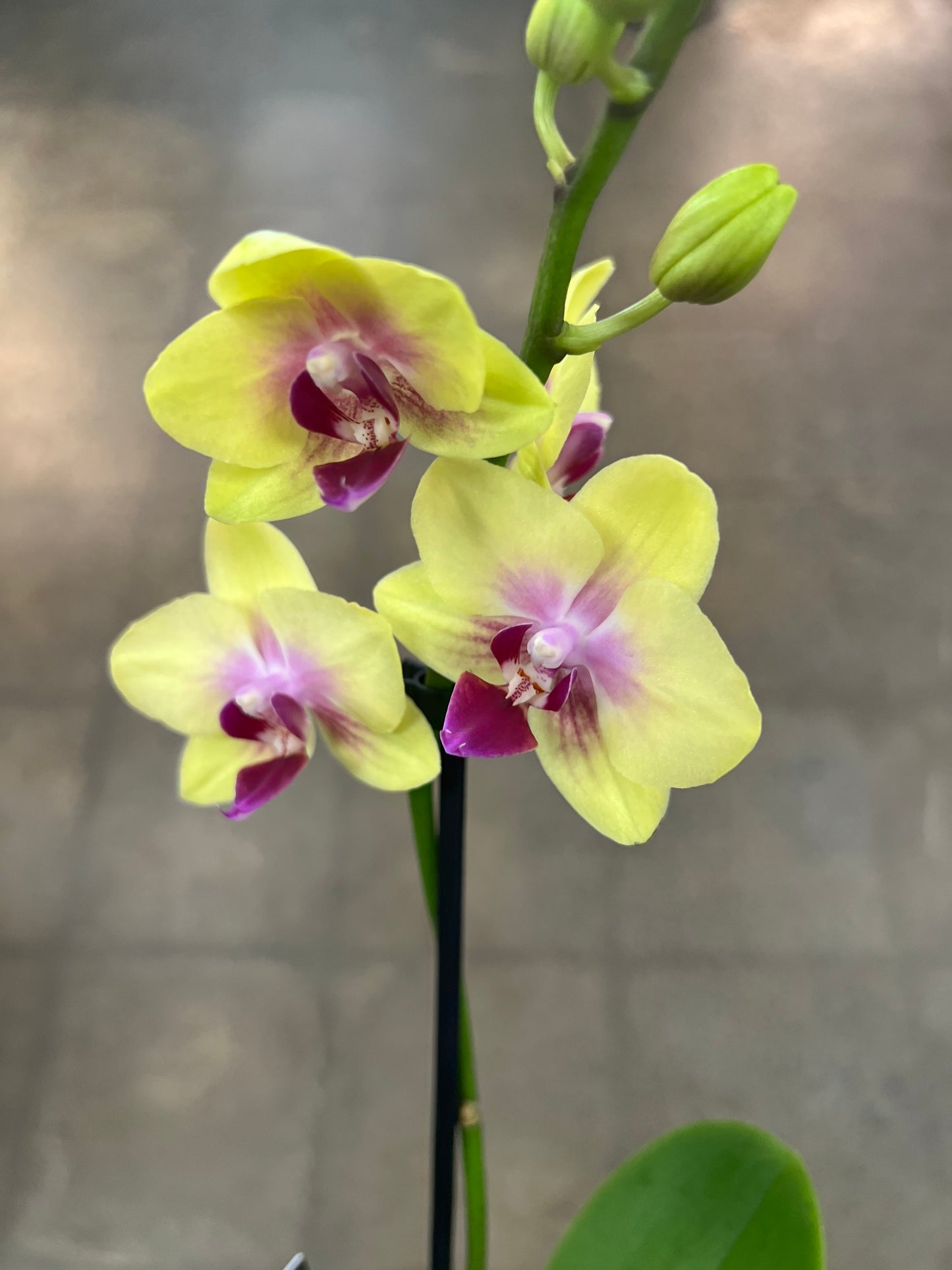 Orchidée avec Cache pot