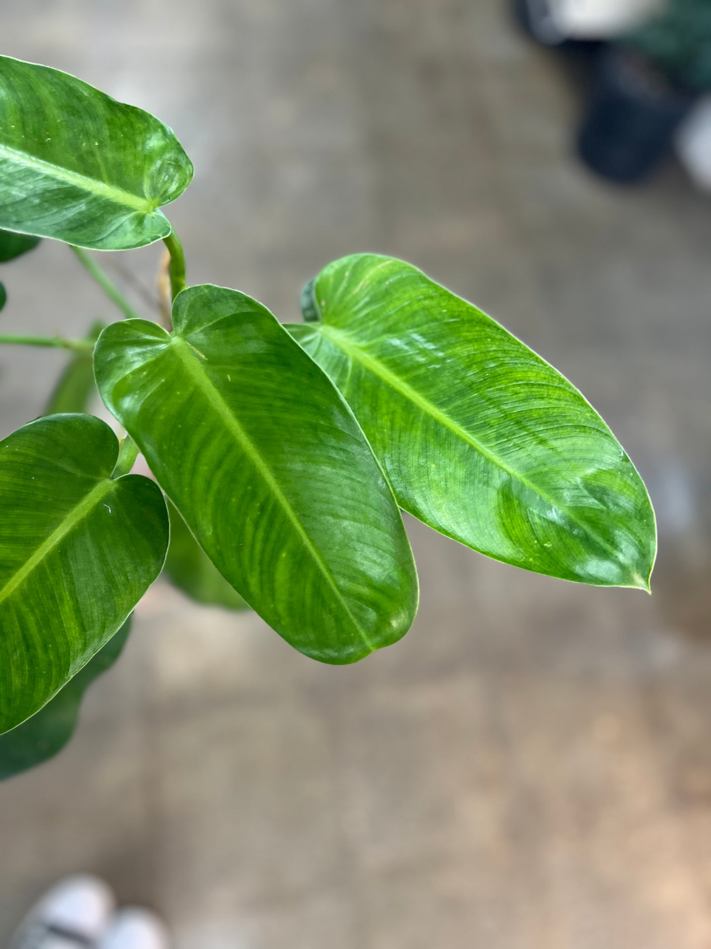 Philodendron Jose Buono