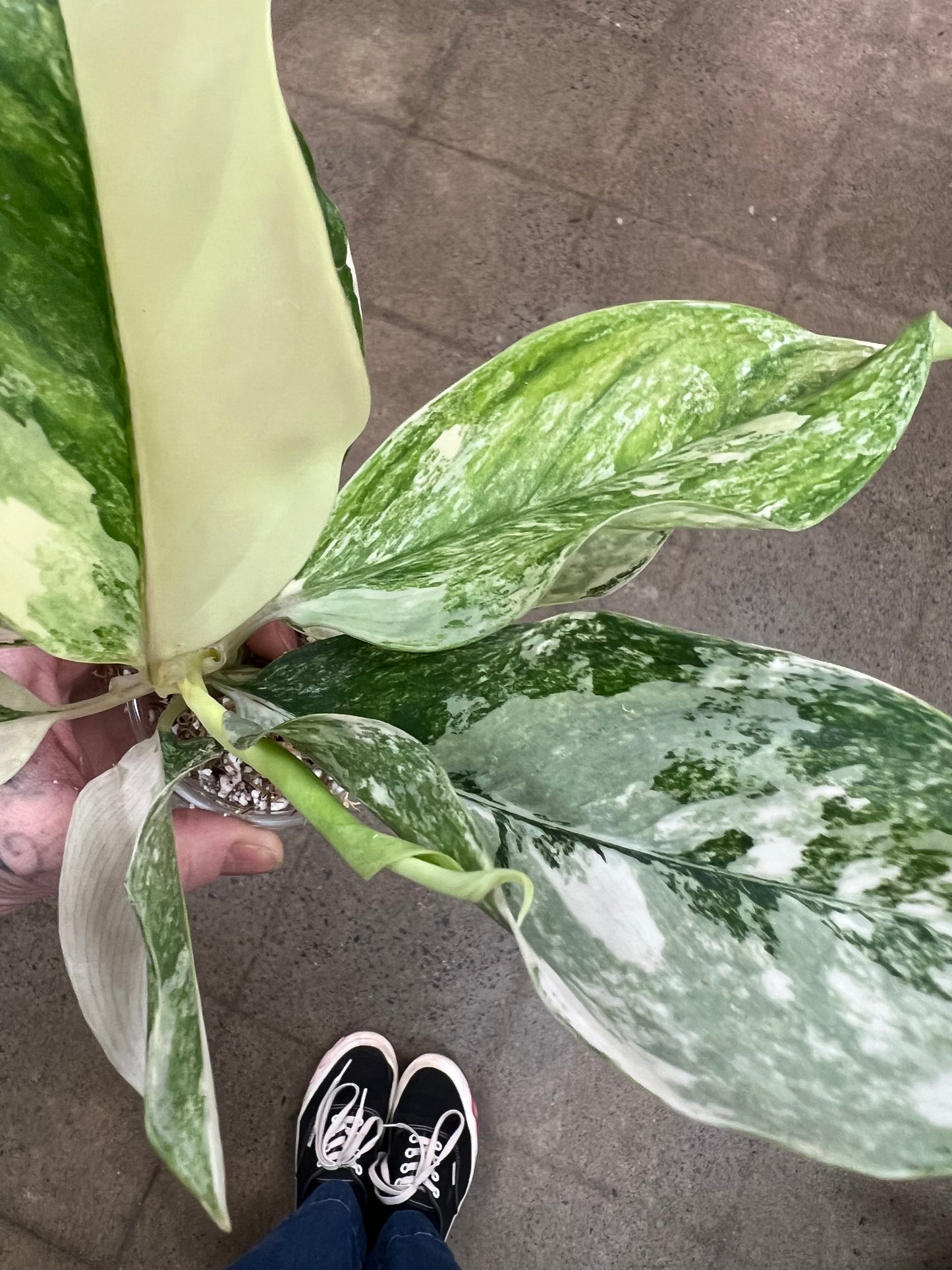 Aglaonema Siam Jade Varigated