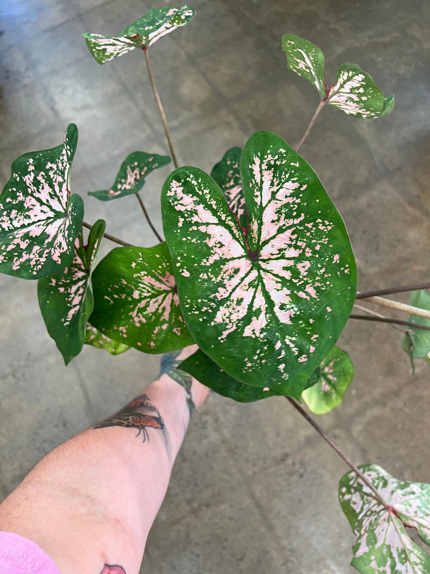 Caladium Hortulatum Asst.