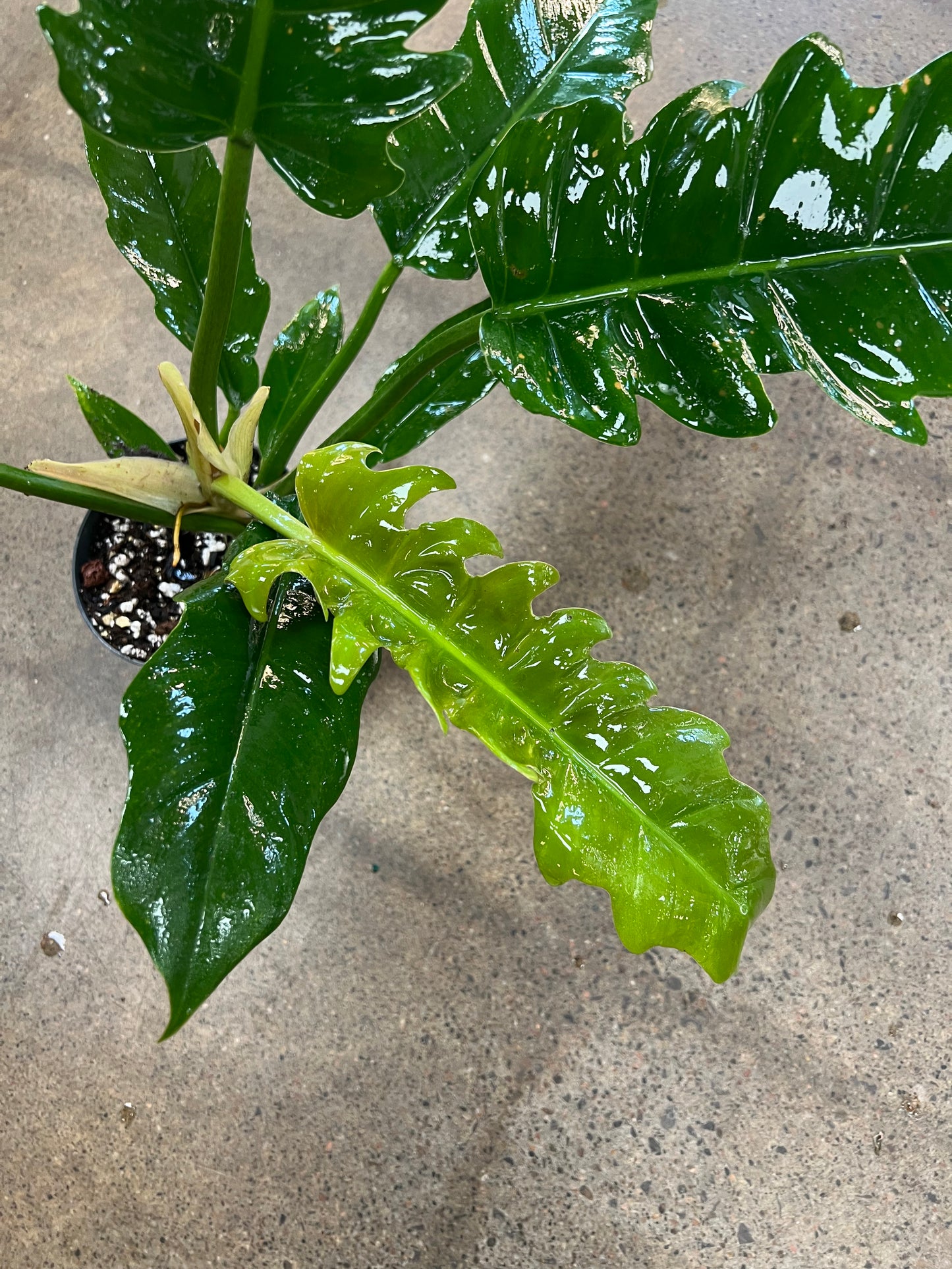 Philodendron Narrow