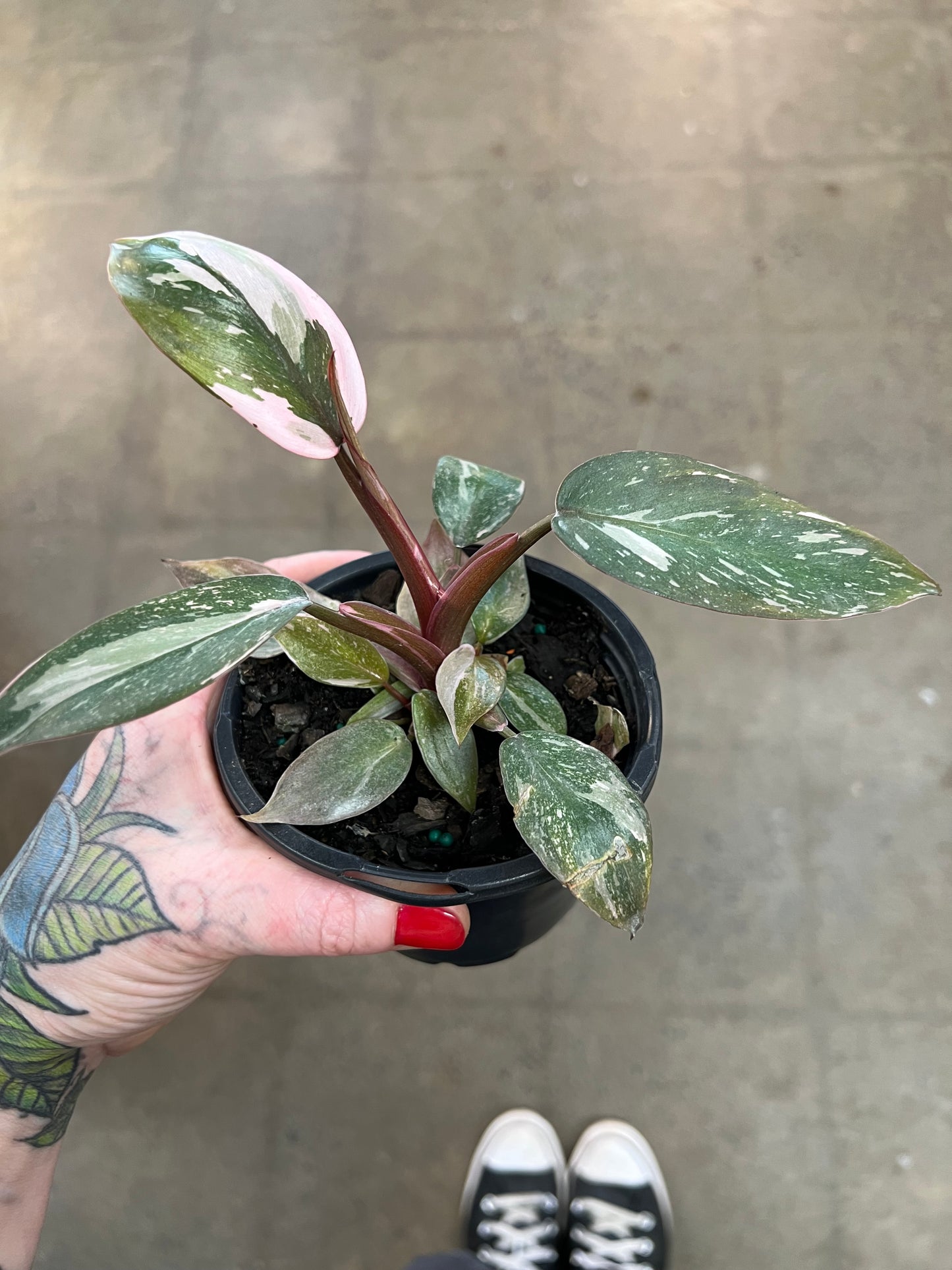 Philodendron Pink Princess