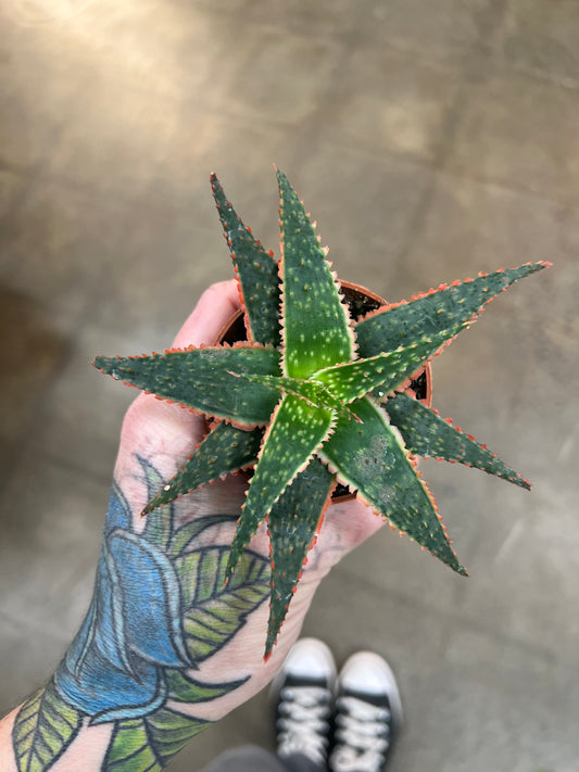 Aloe Christmas Carol