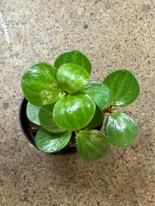 Peperomia Hope