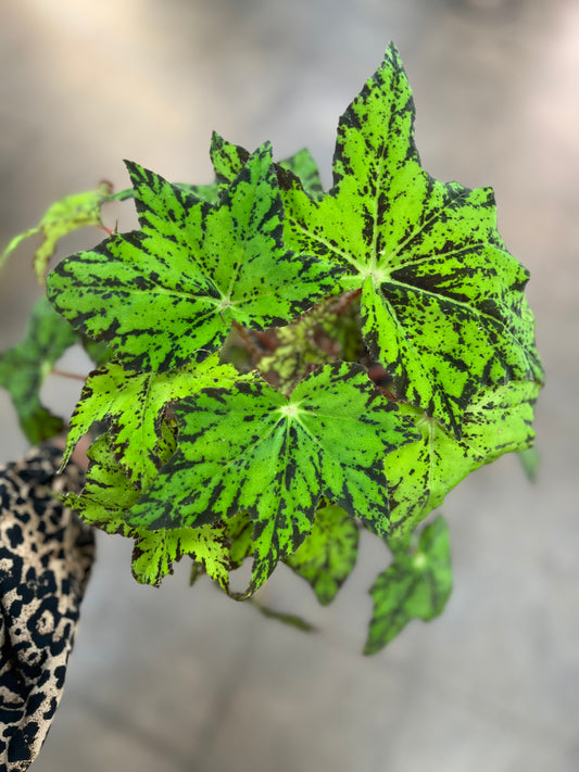 Begonia Geometry