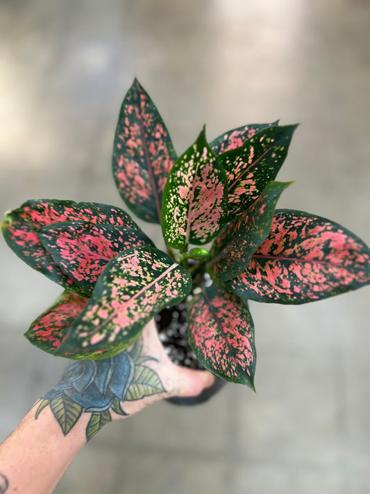 Aglaonema Black Komkom