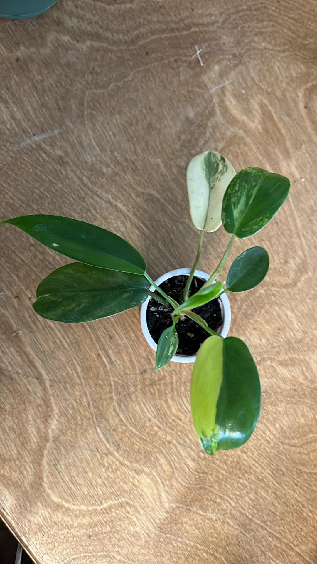 Philodendron Kitina Variegated