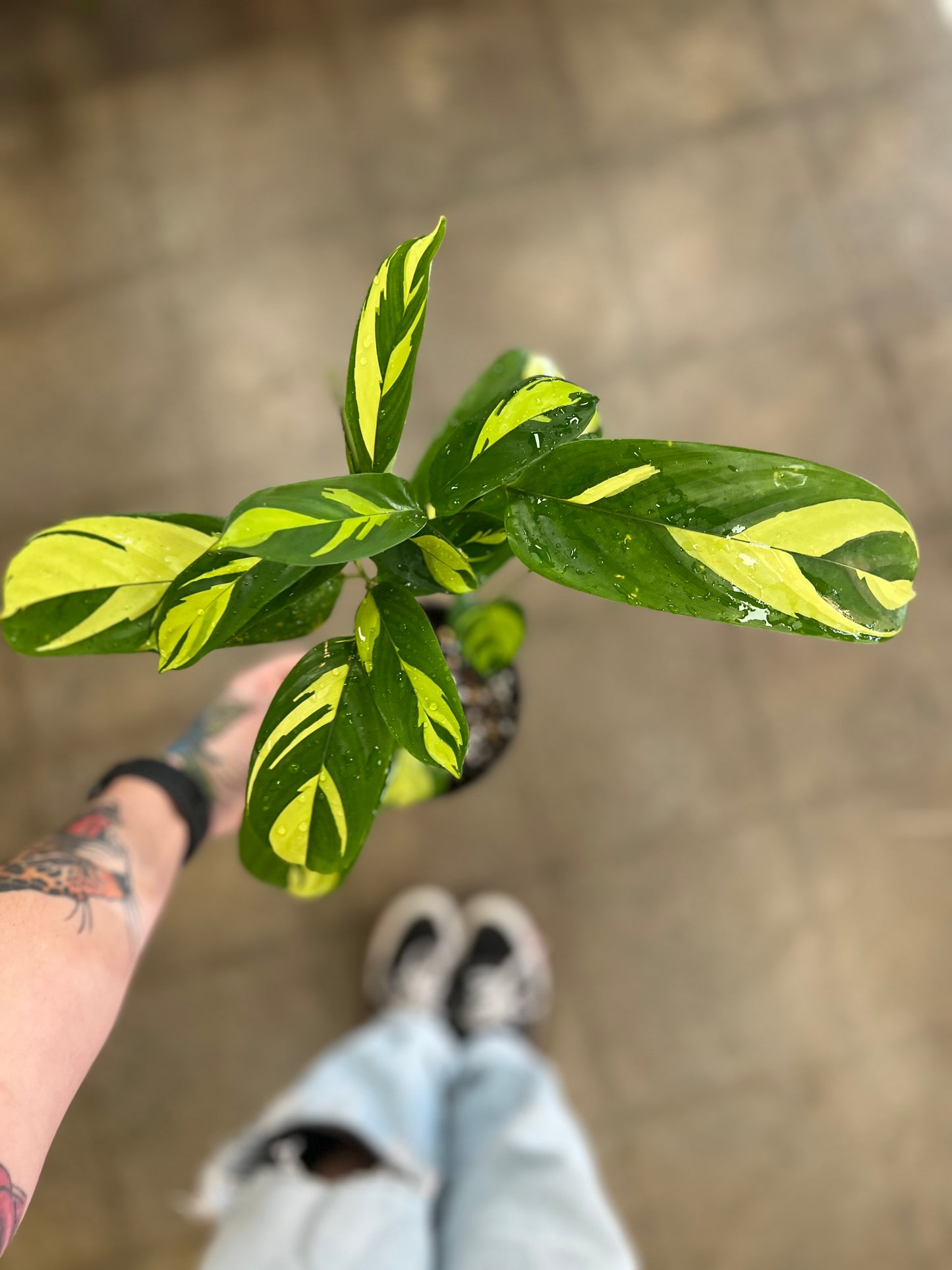 Calathea Pilosa