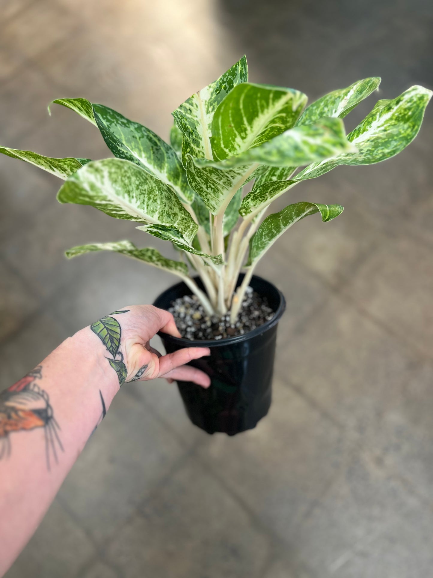 Aglaonema Milky Way