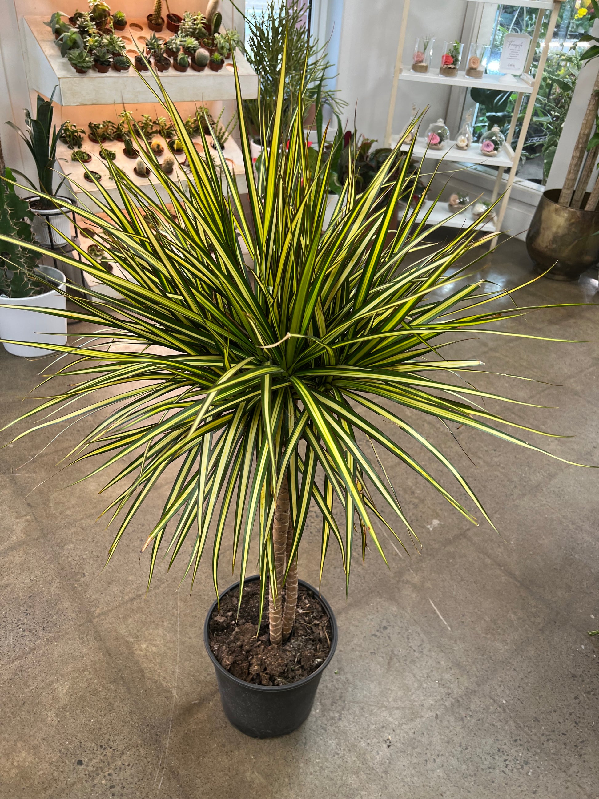 dracaena marginata kiwi Dracaena Marginata Braided Kiwi – jungleroseinc
