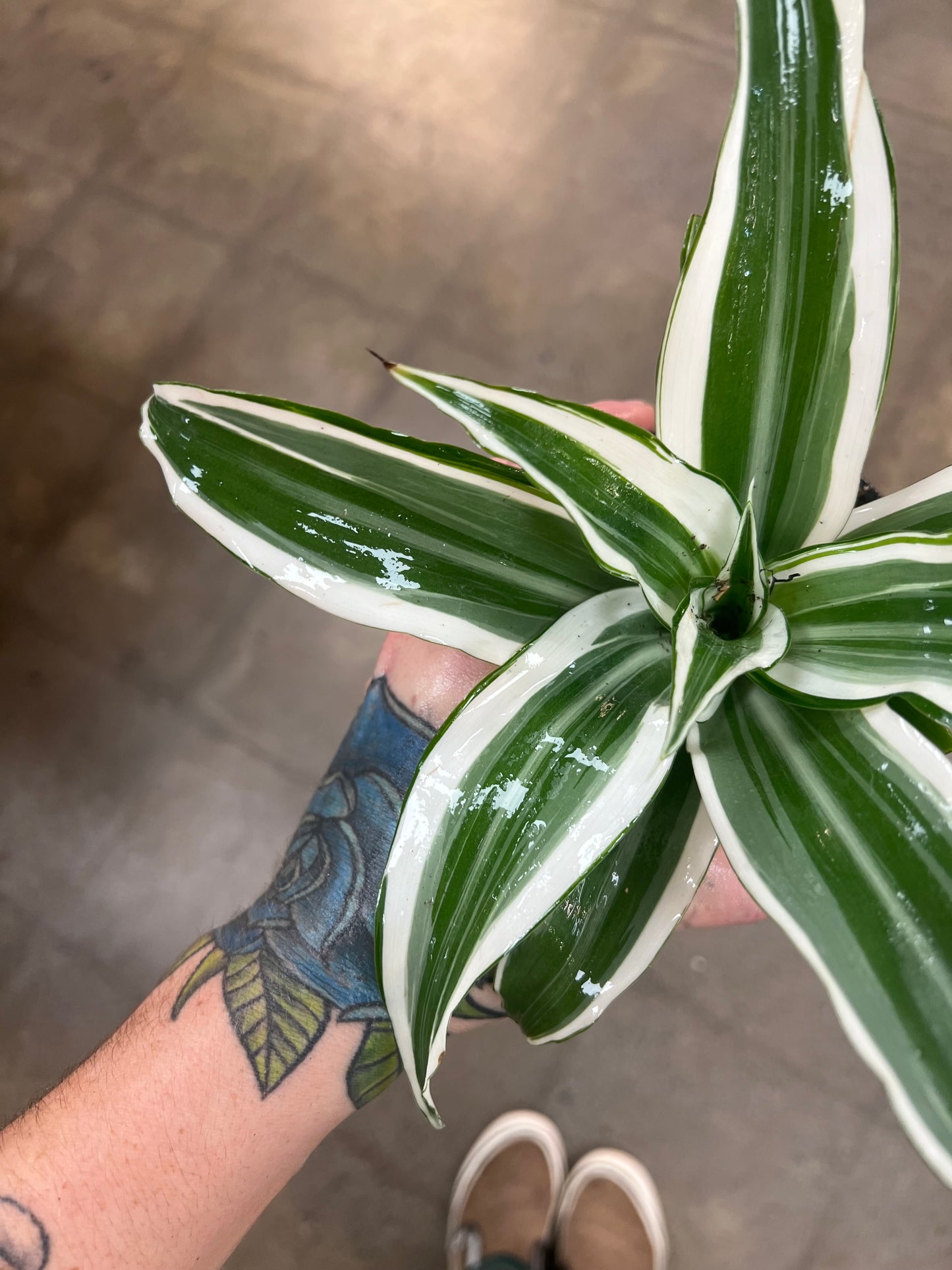 Dracaena White Stripe