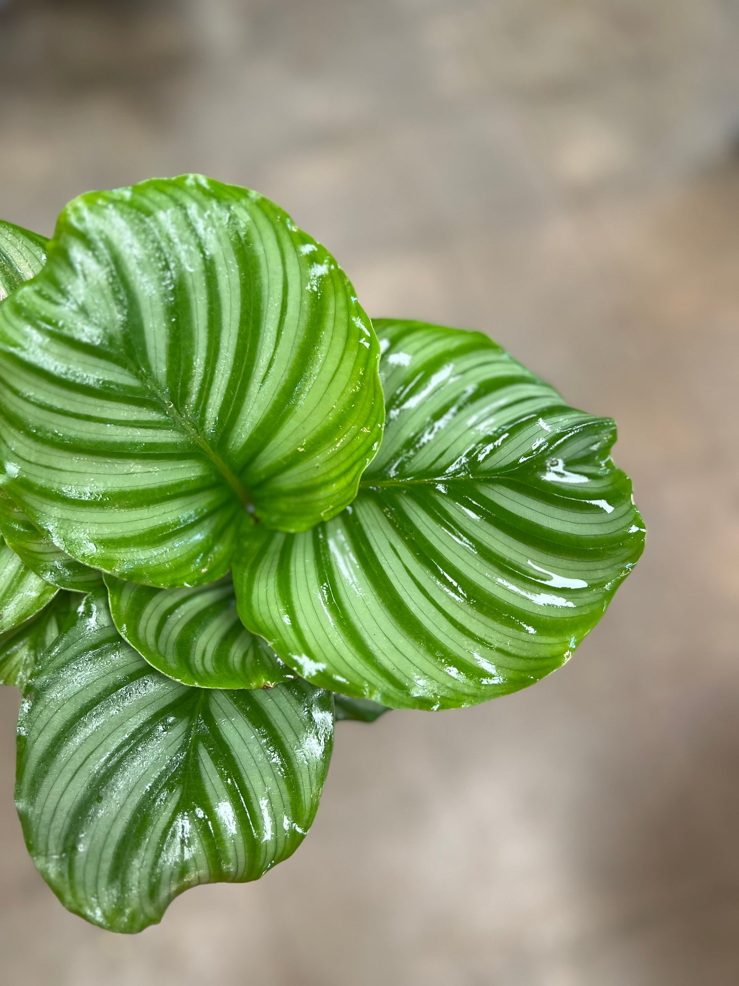 Calathea Orbifolia