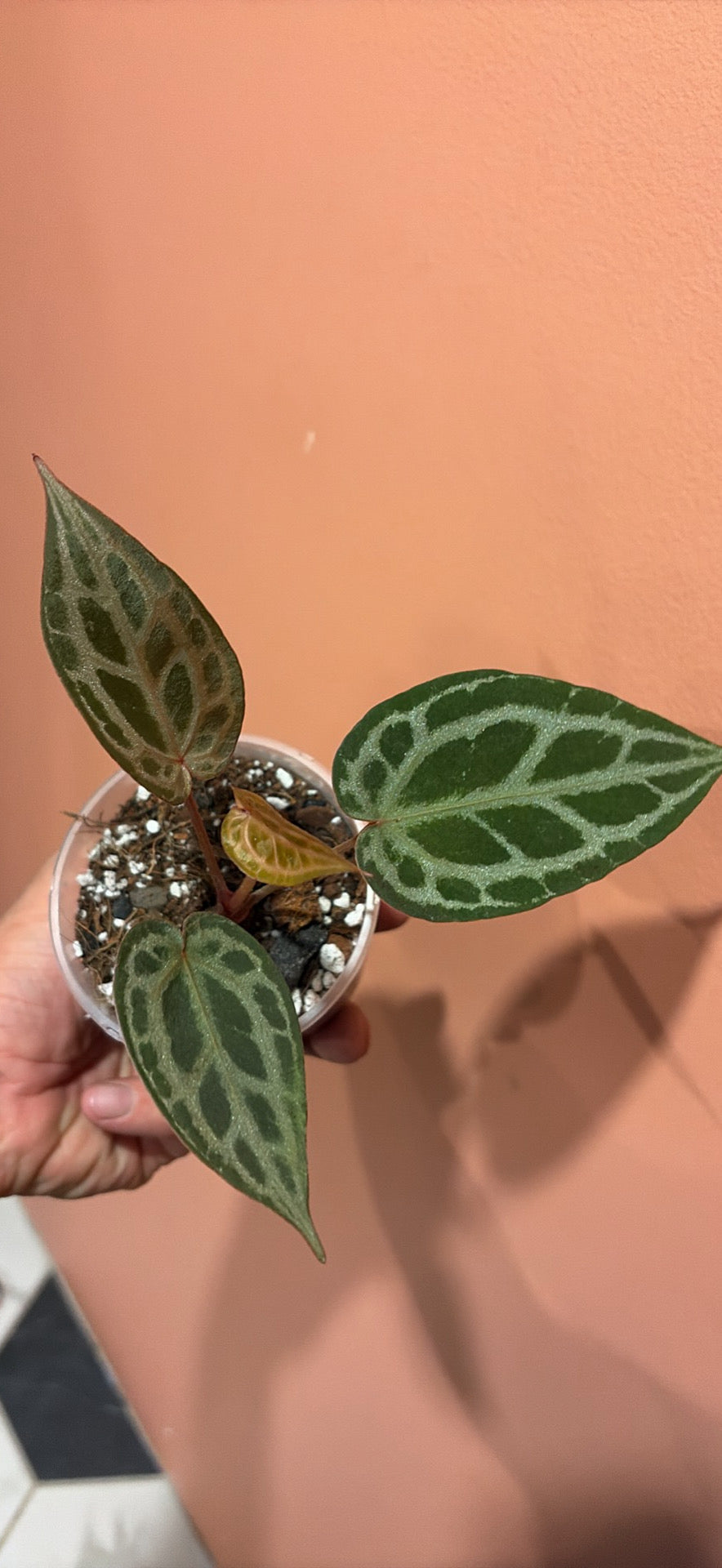 Anthurium Red Tiger x Michelle