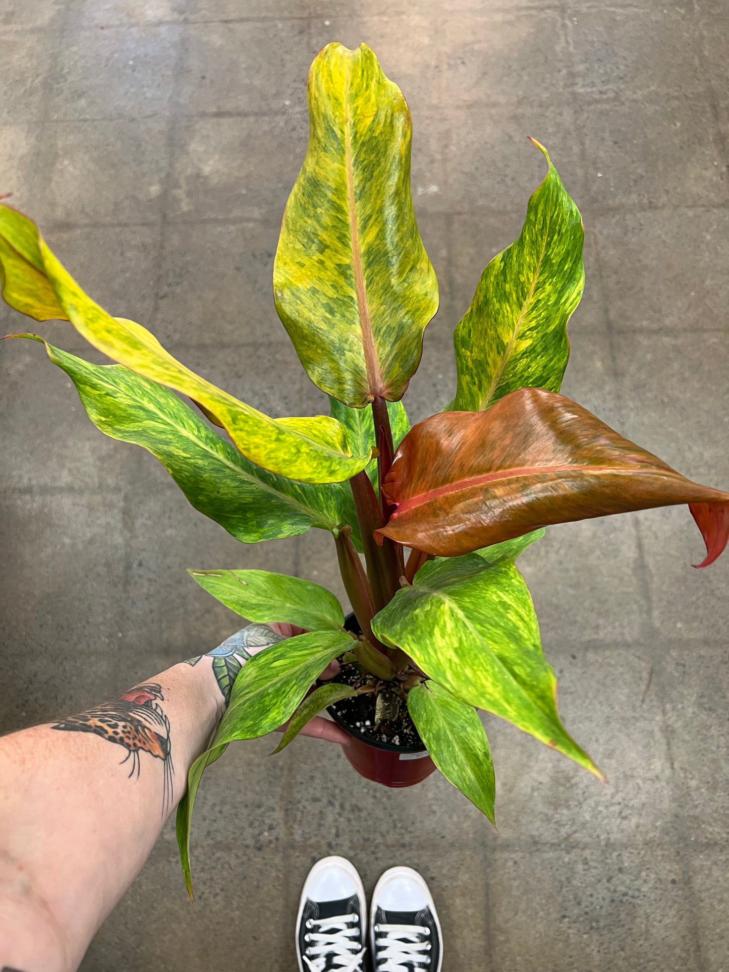 Philodendron Orange Marmelade