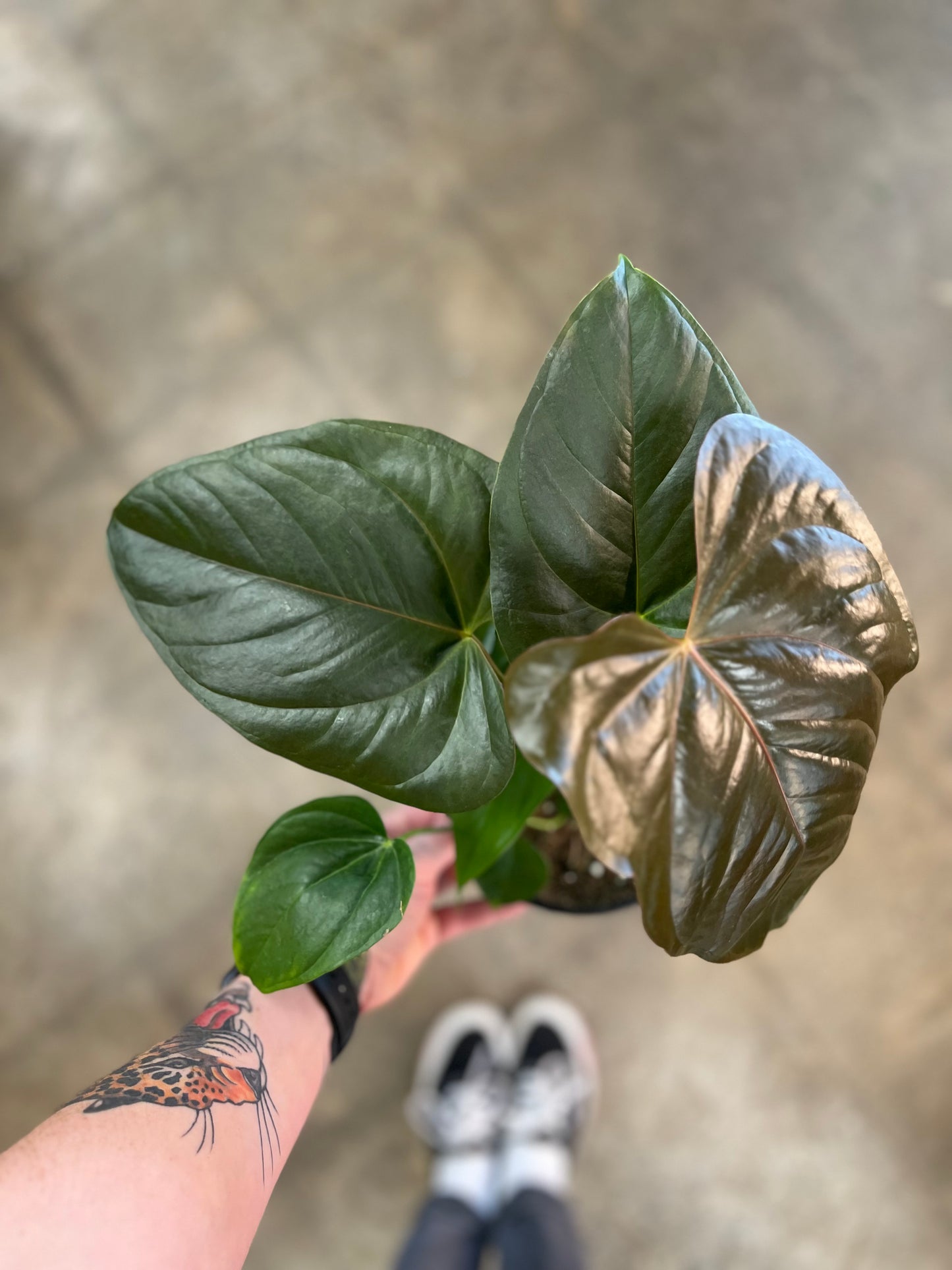 Anthurium Red Leaf