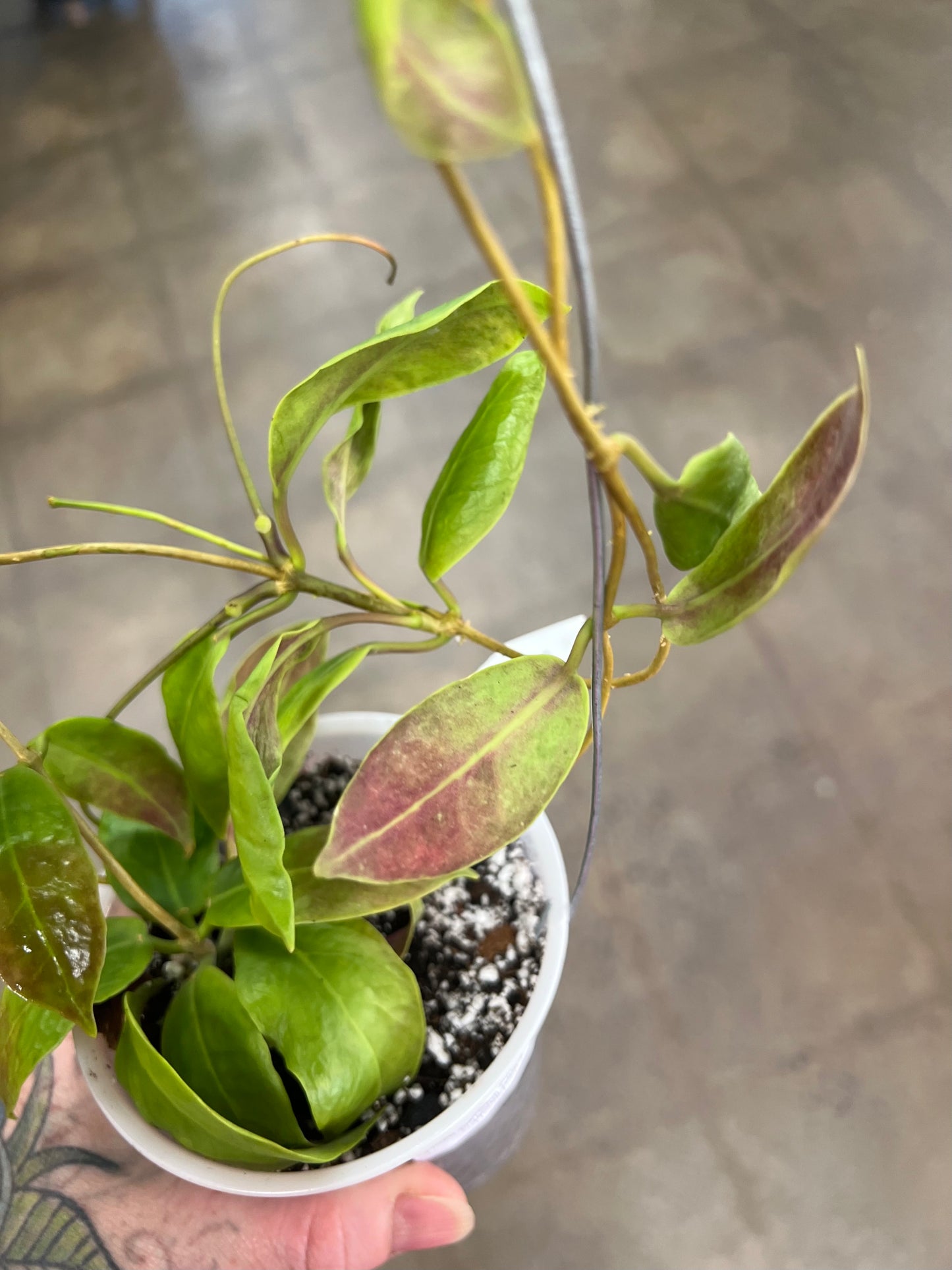 Hoya Darwinii Pink Flower