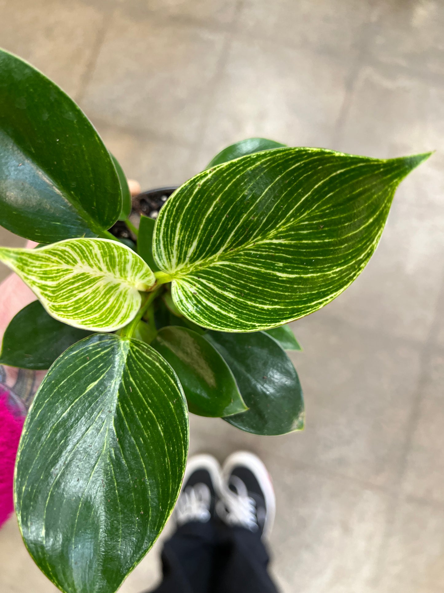 Philodendron Birkin