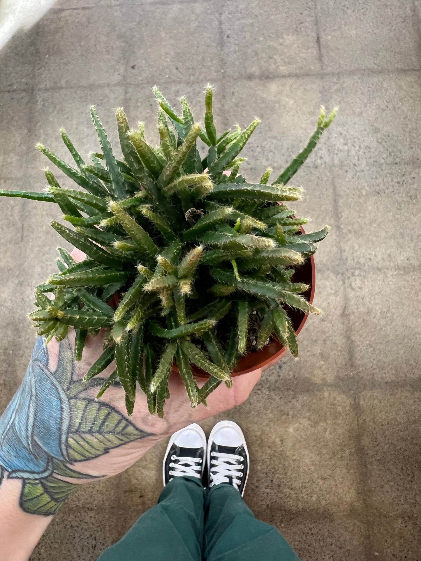 Rhipsalis Asst.