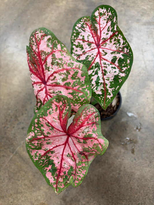 Caladium Carolyn Whorton