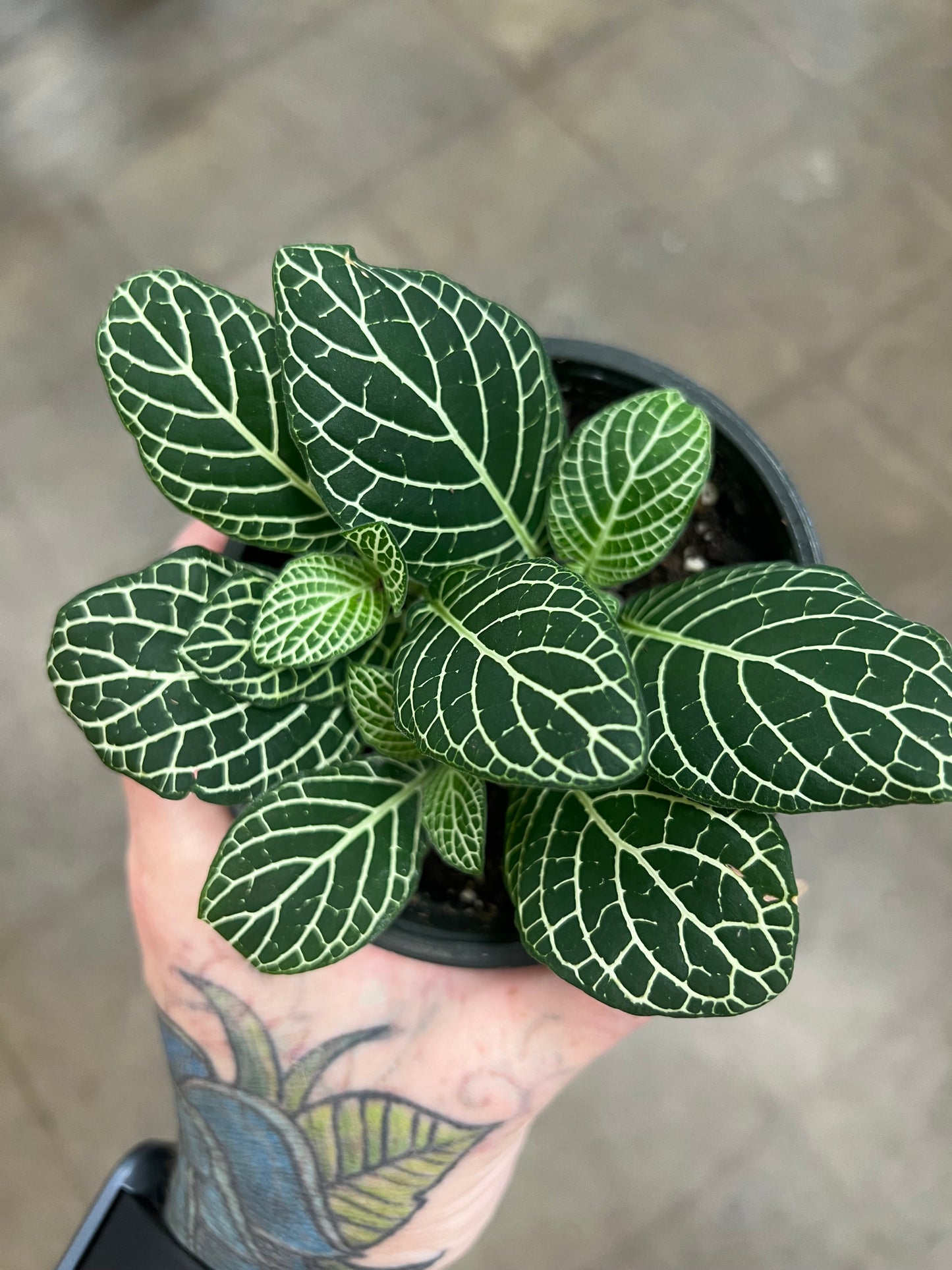 Fittonia Gigantea