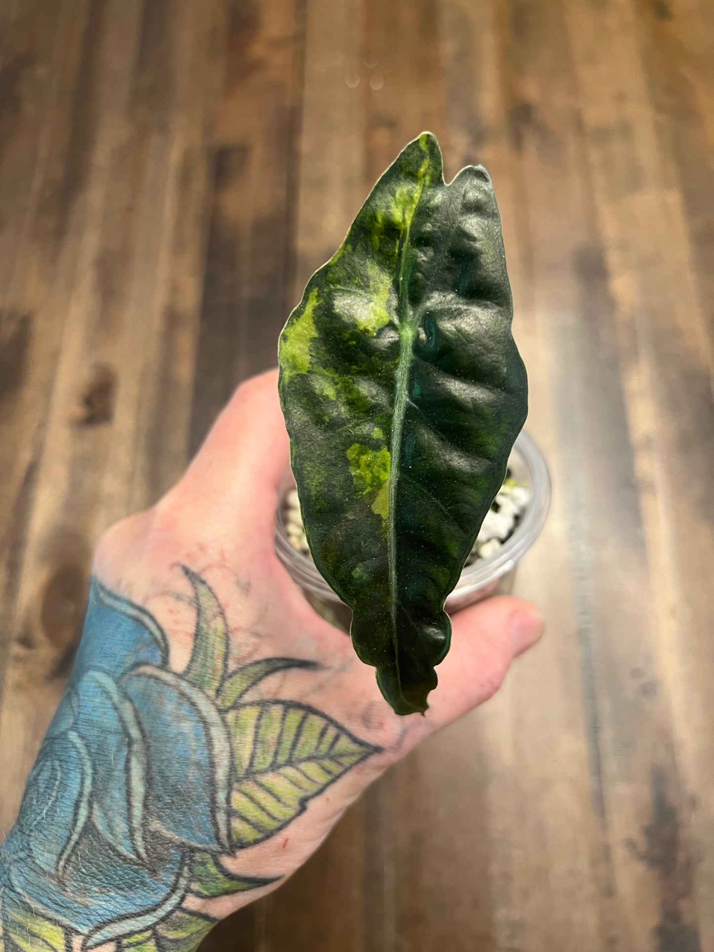 Alocasia Sanderiana Bull Aurea