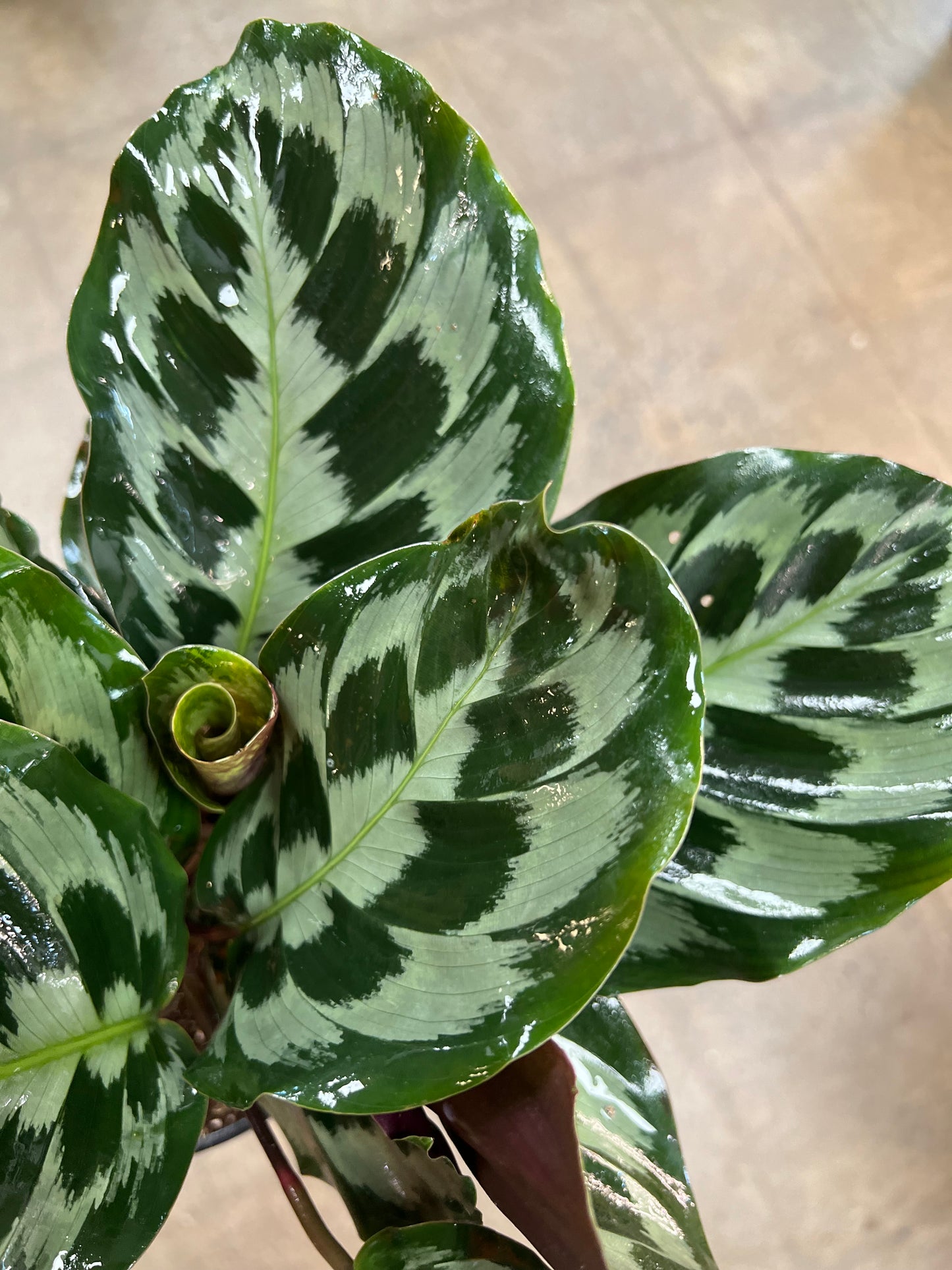 Calathea Helen Kennedy