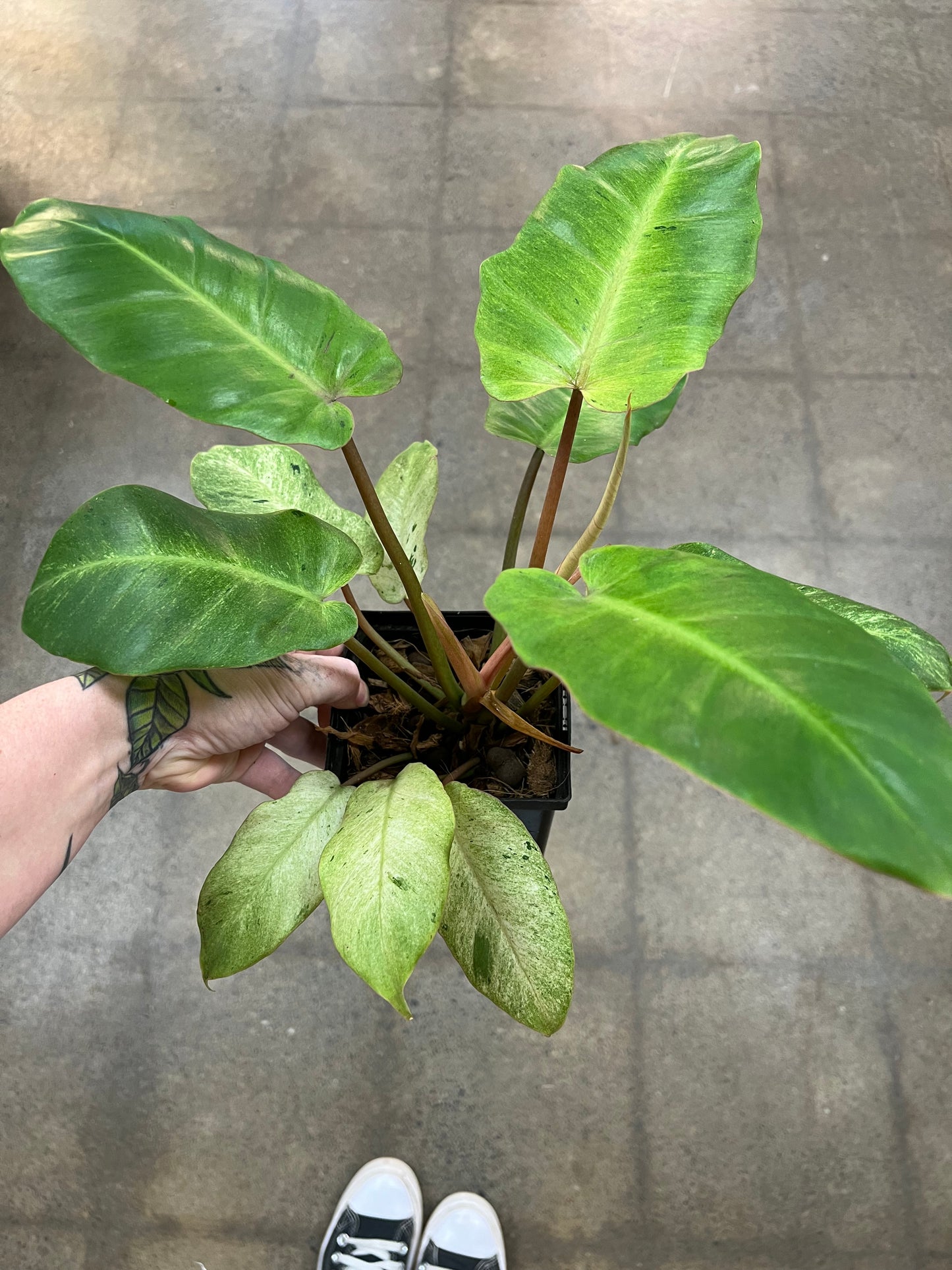 Philodendron Snowdrift