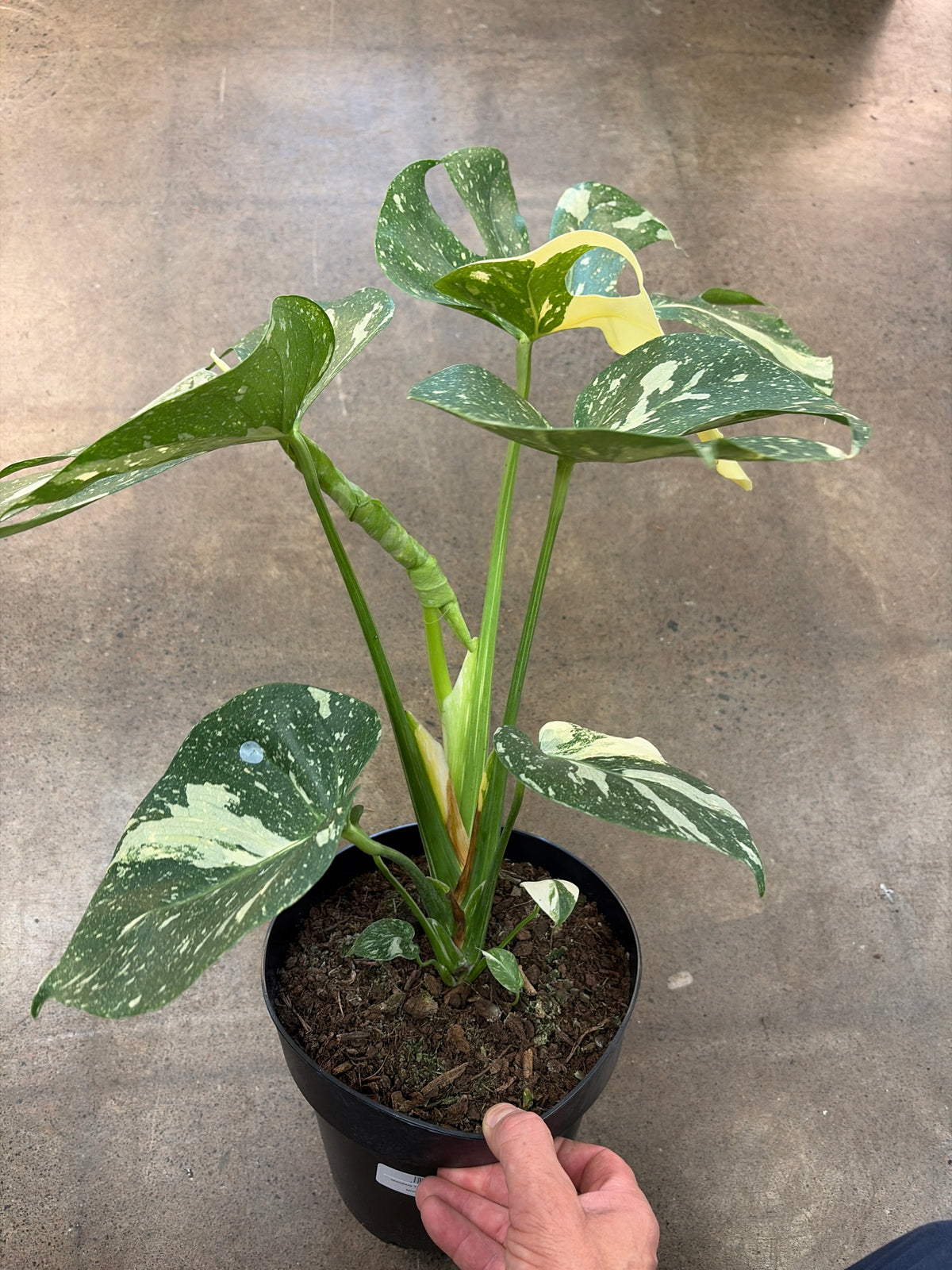 Monstera Thaï Constellation