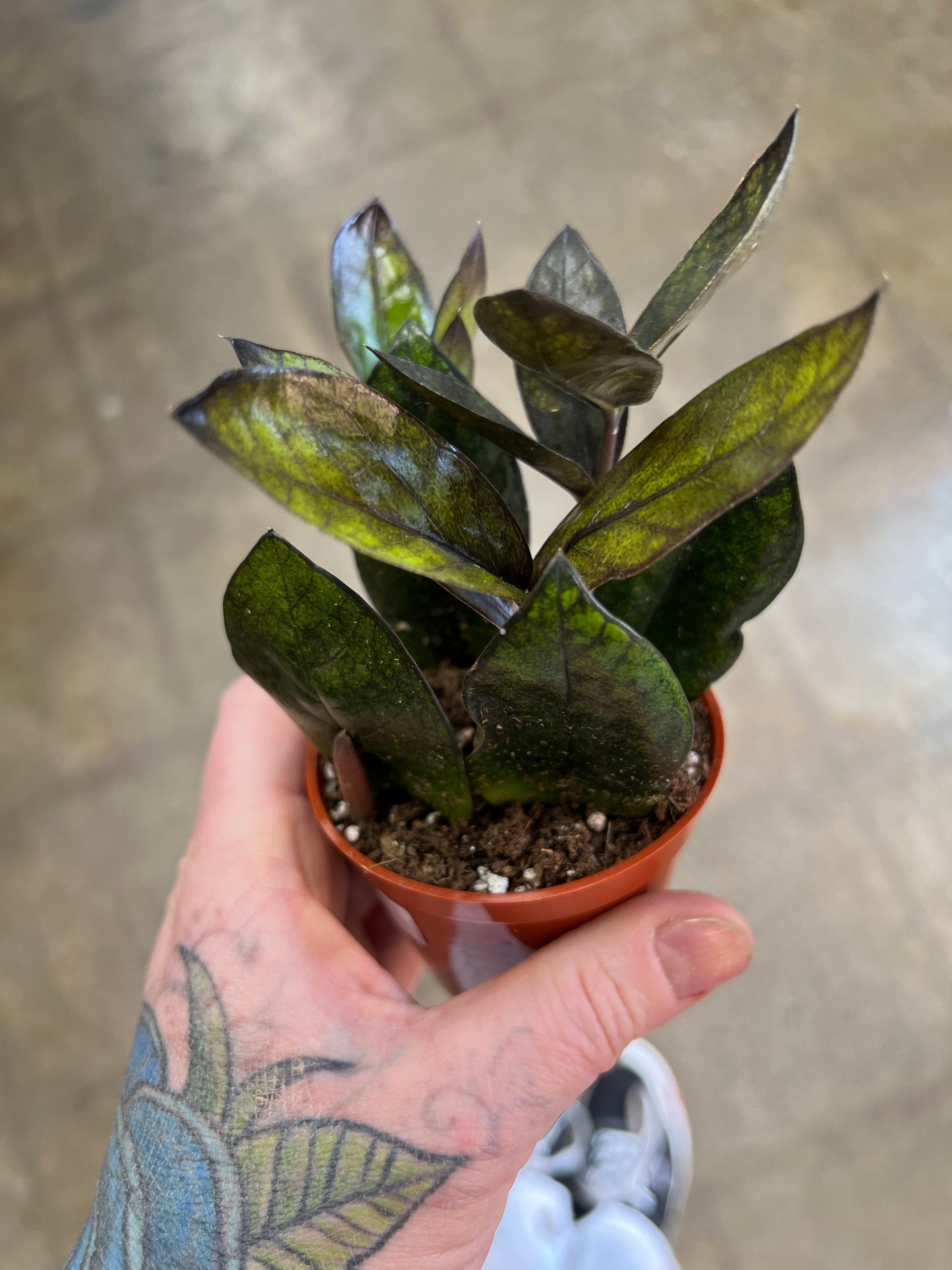 Zamioculcas Zamiifolia Raven