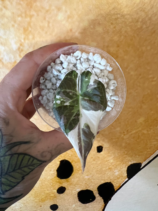 Alocasia Regal Shield Albo