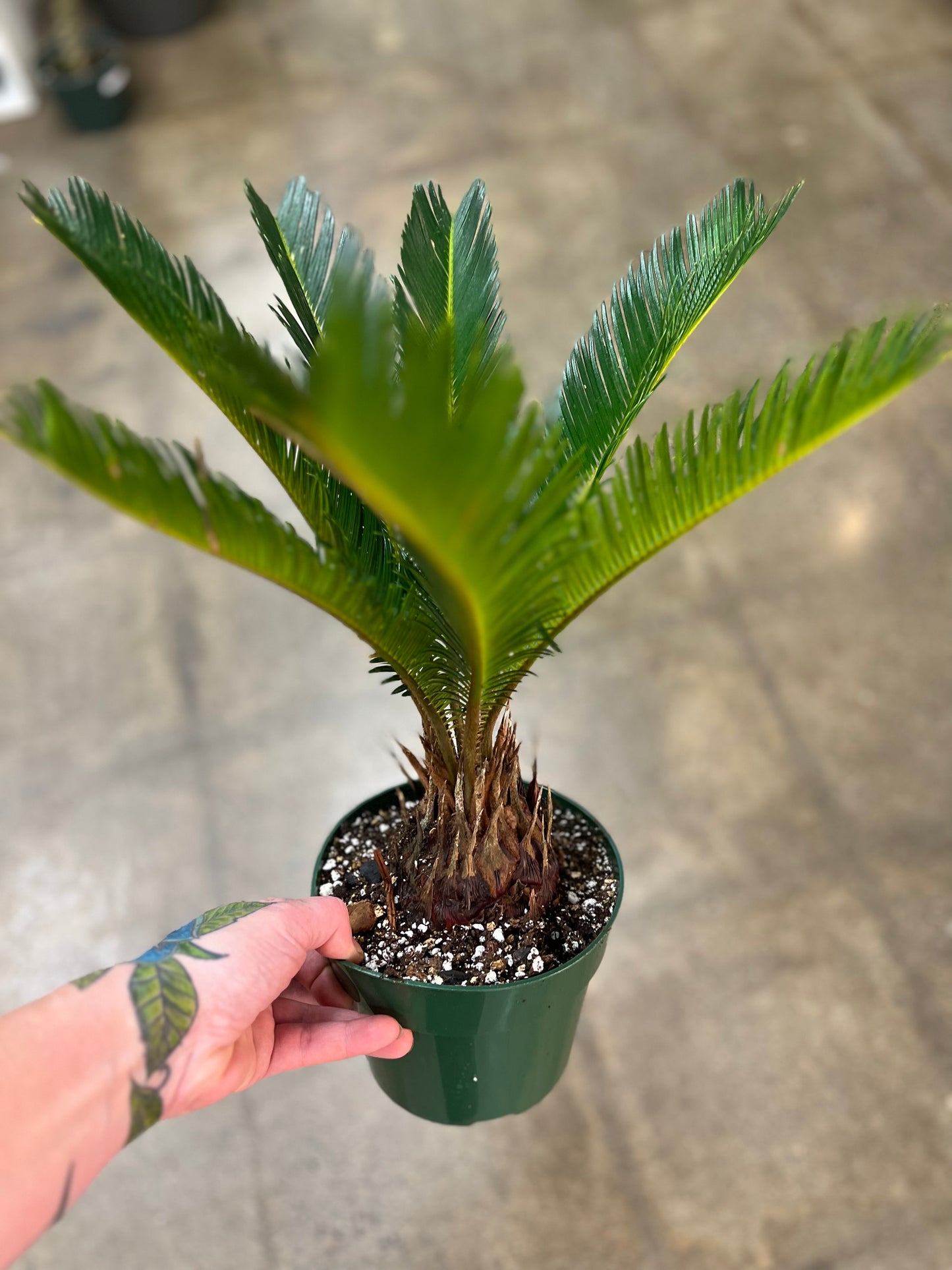 Cycas Revoluta King Sago