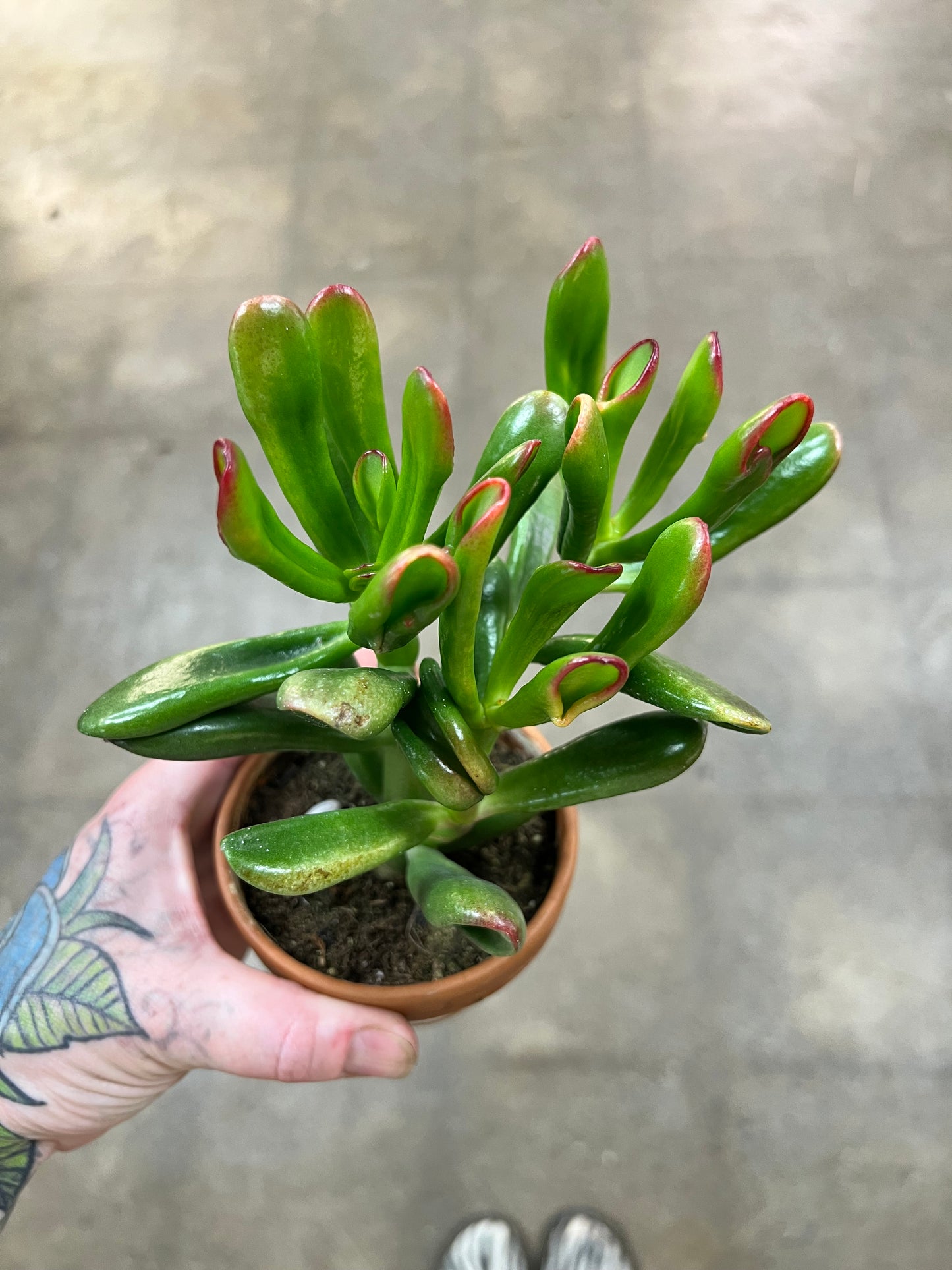 Crassula Ovata Gollum